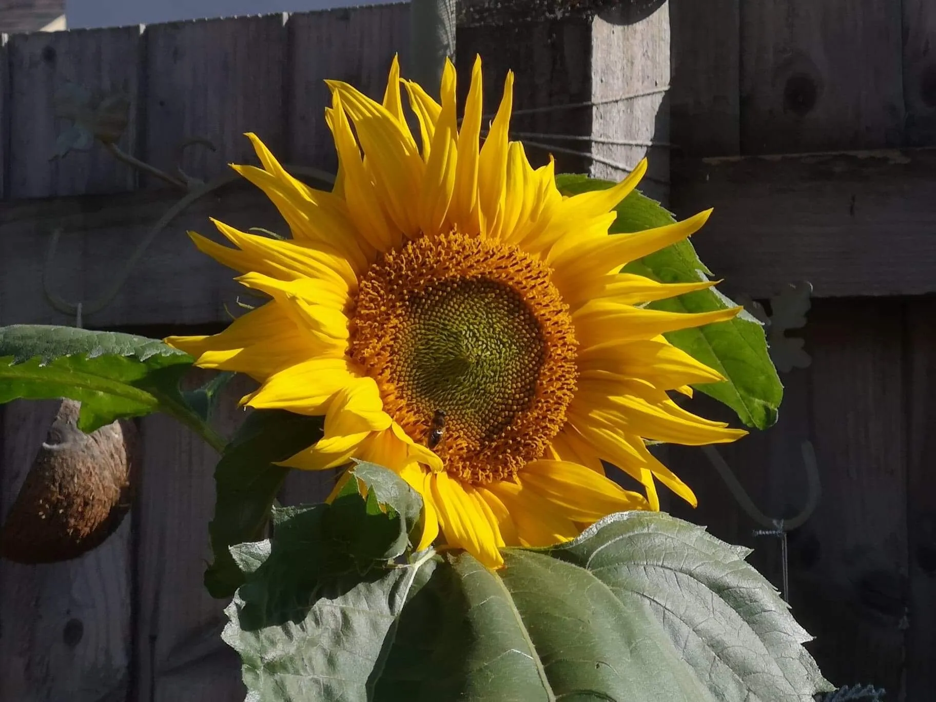Sunflower Bloomed