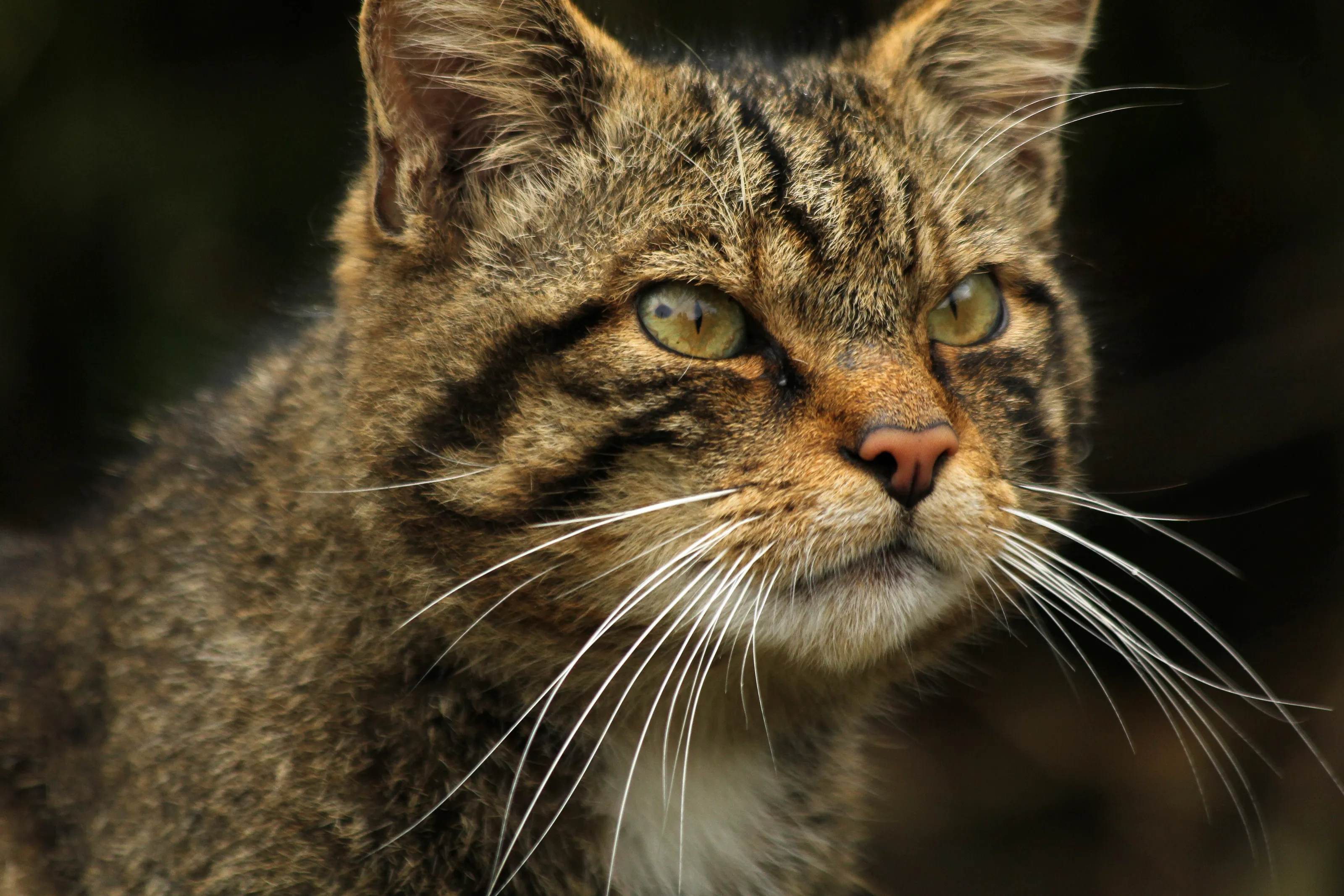 Scottish Wildcat