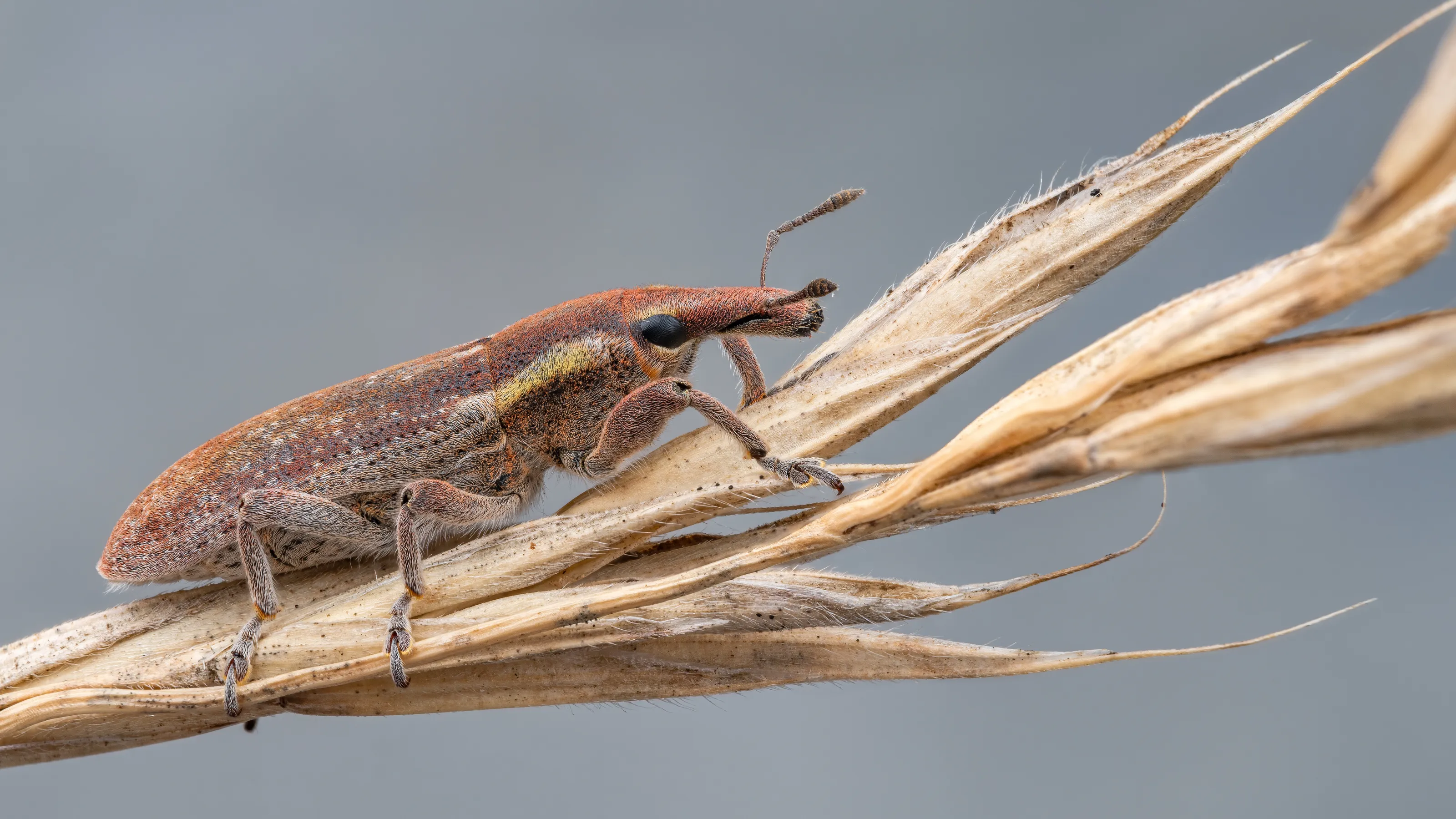 Lixus vilis