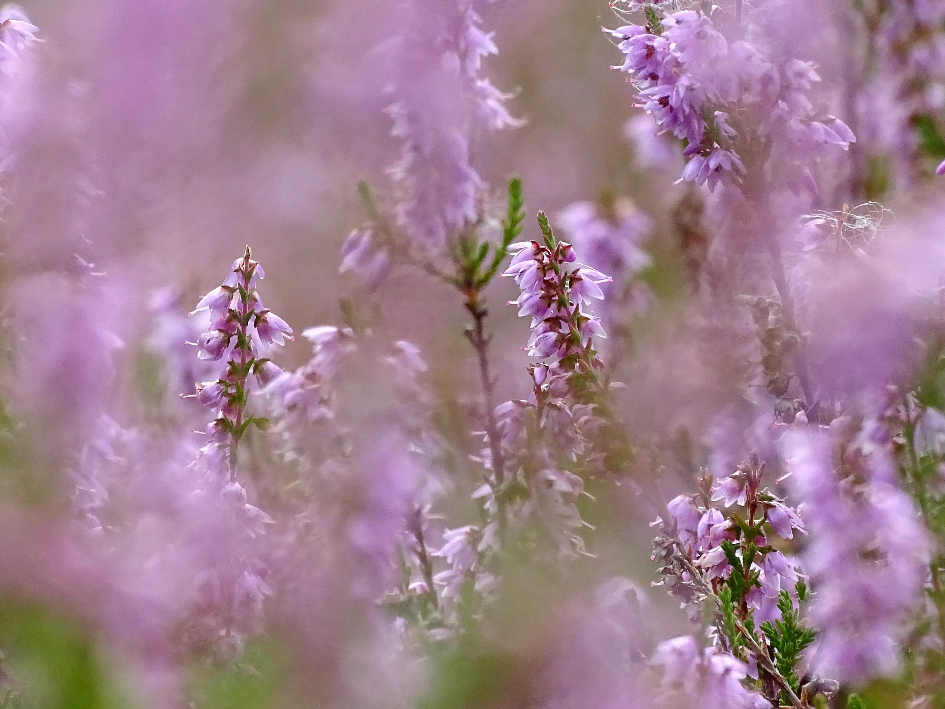 Calluna