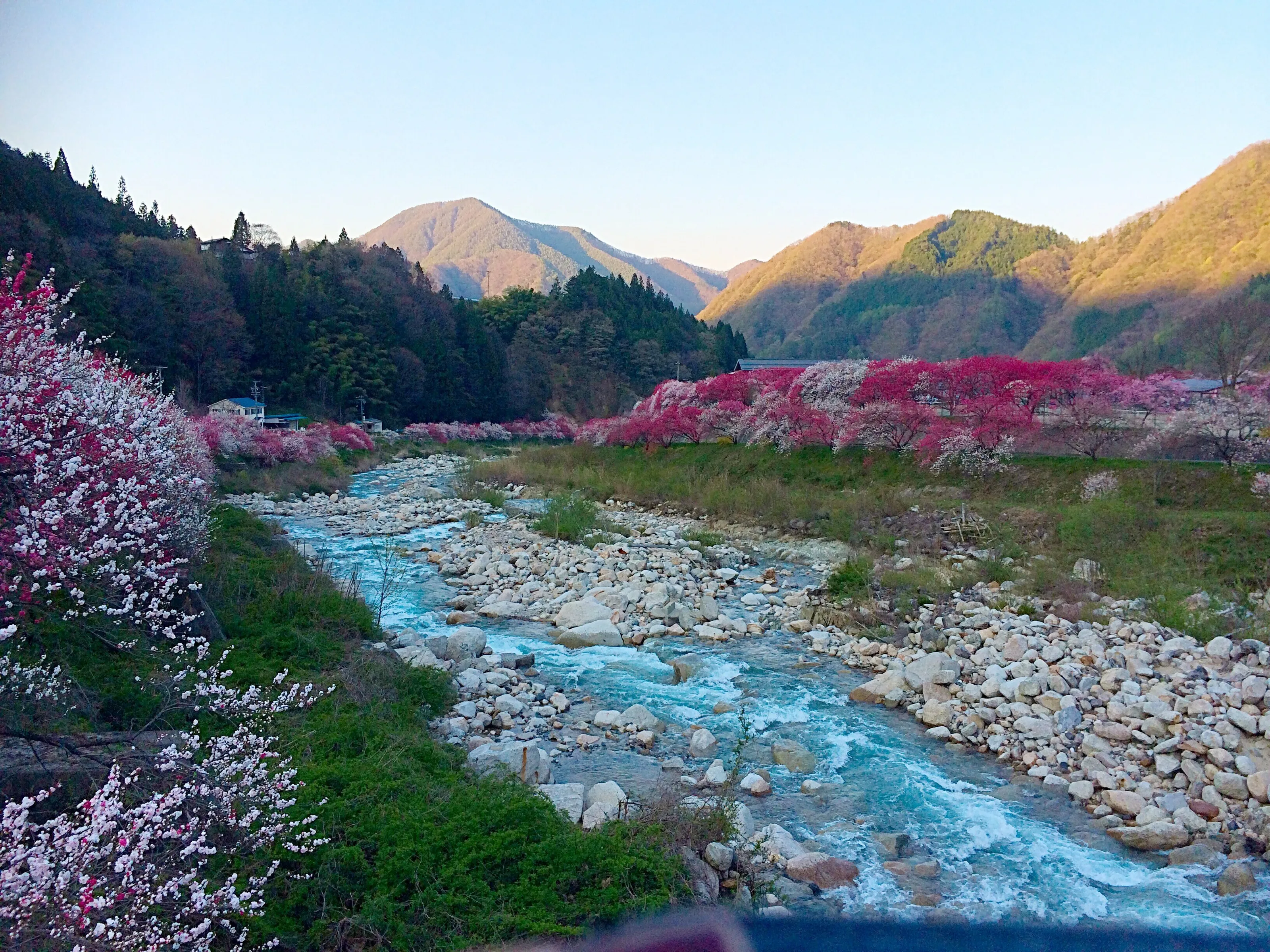 Peach Blossoms in Japan
