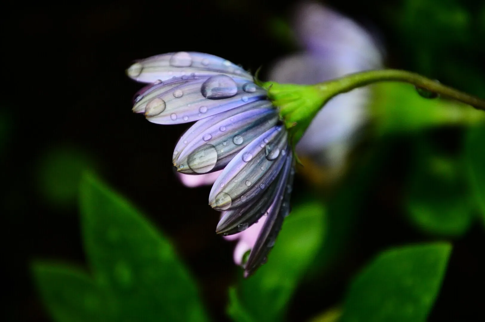 Beauty in the Rain