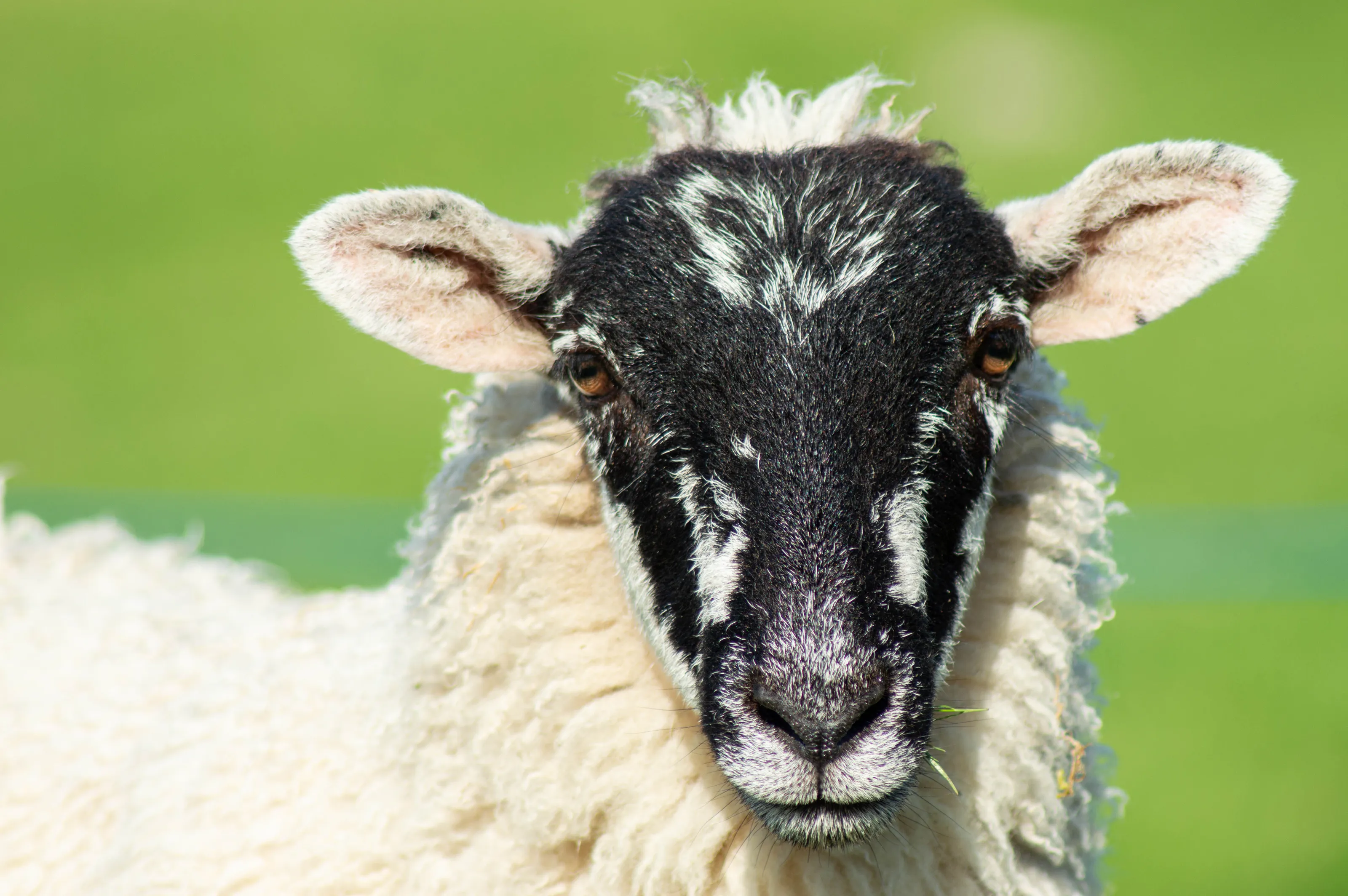 Yorkshire Sheep