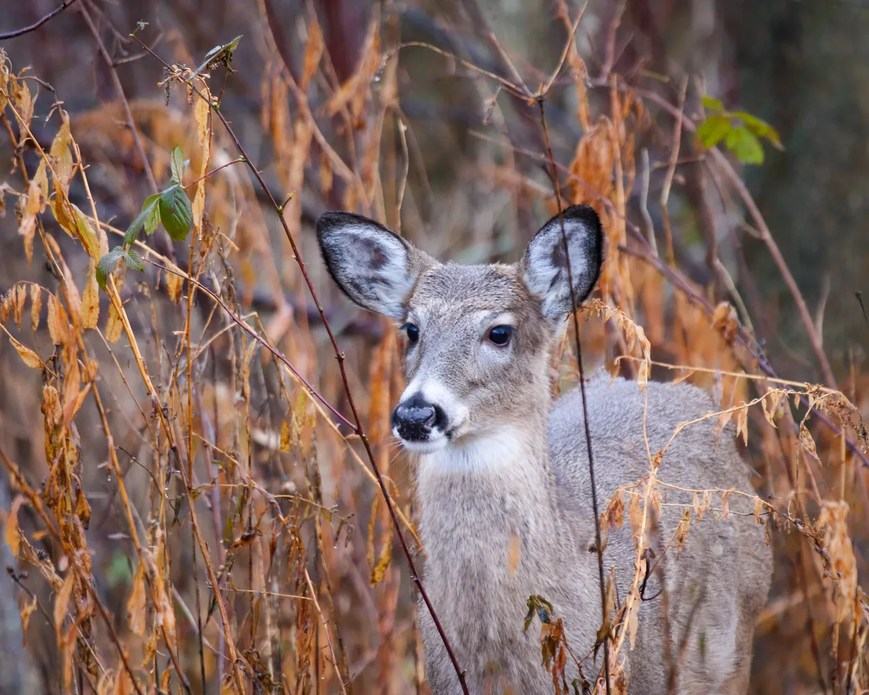 Entry 7308437