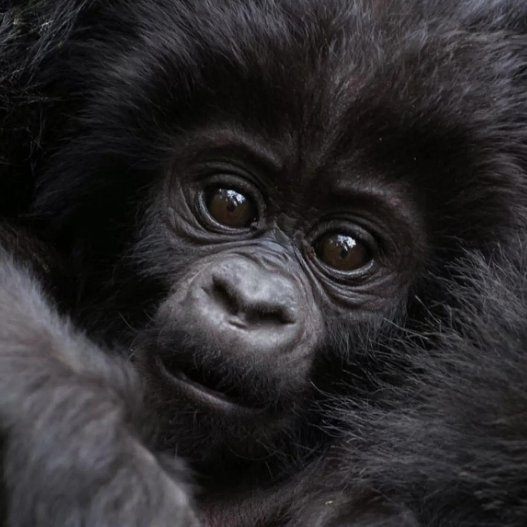 Gorilla baby