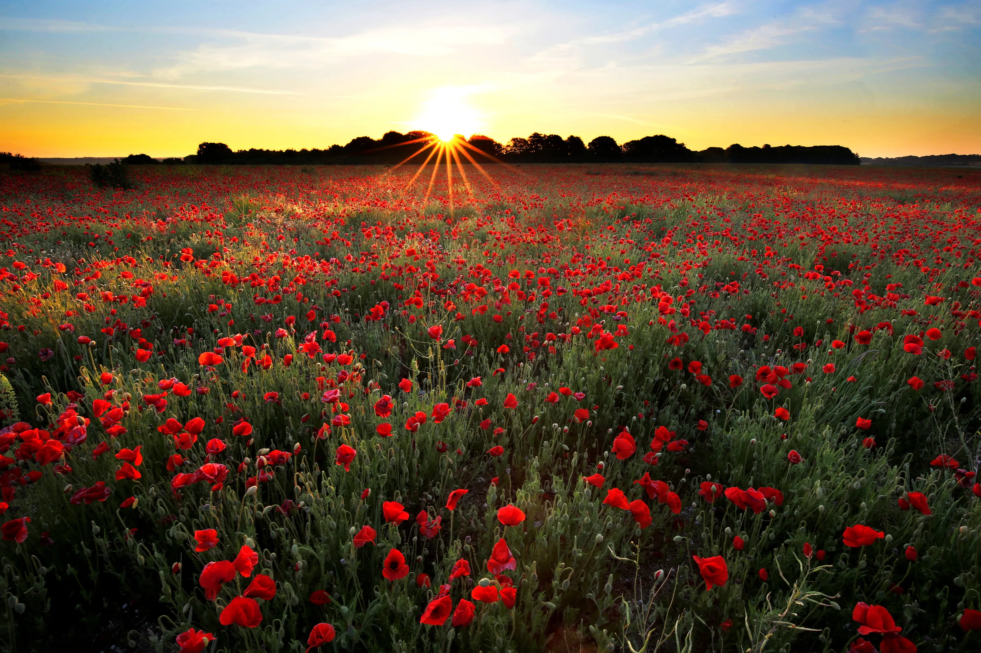 Poppies at dawn - Wimborne Minster, Dorset, UK