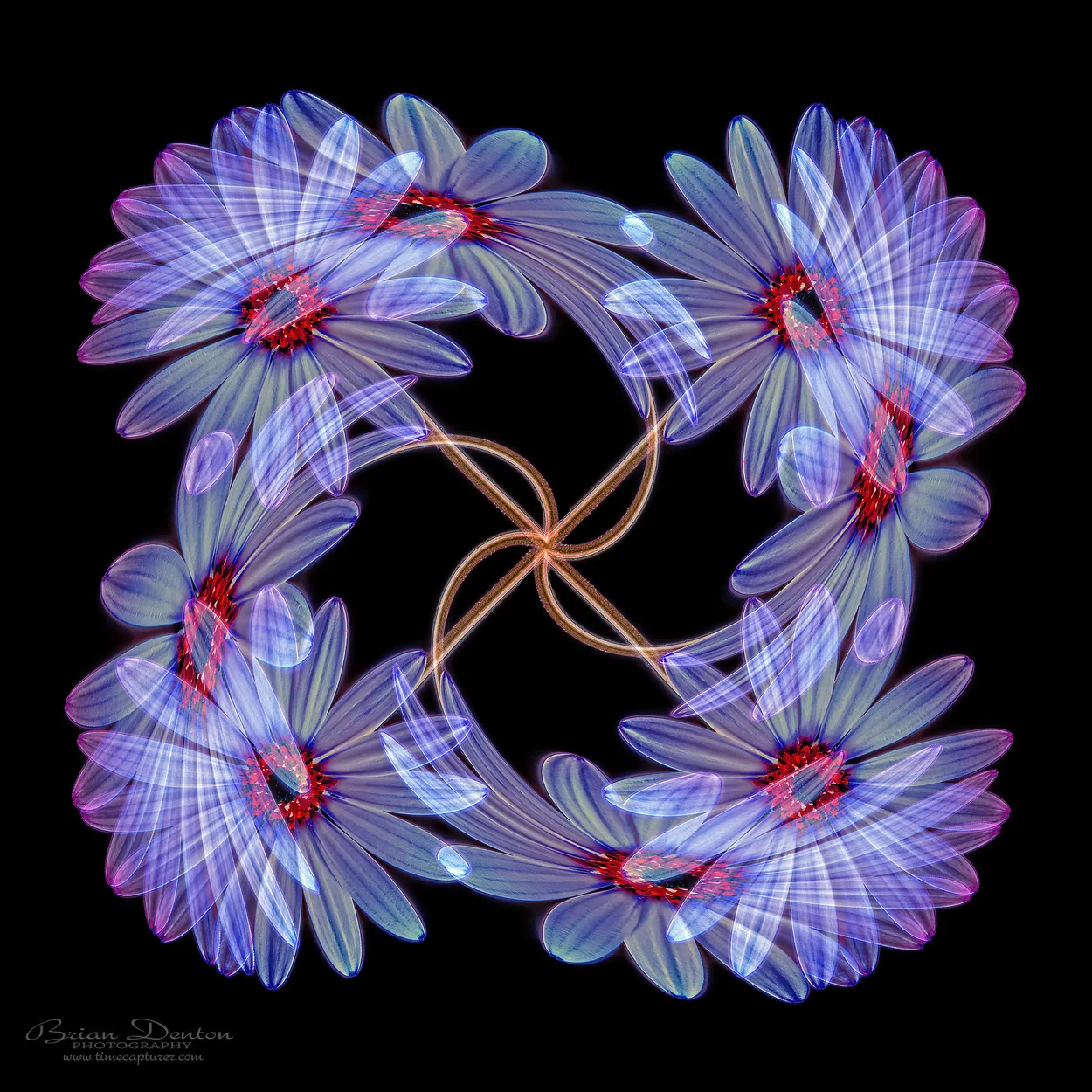Floral Twirl