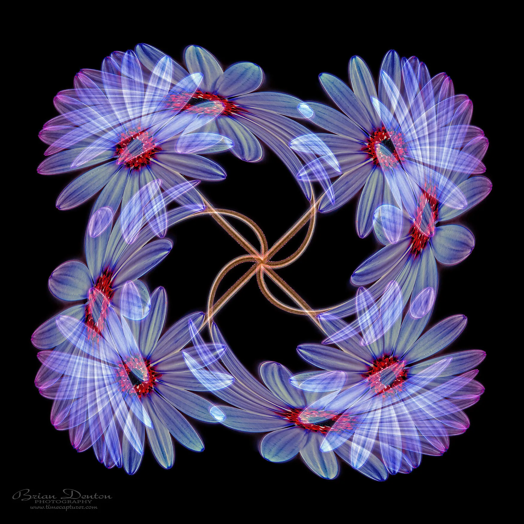 Floral Twirl