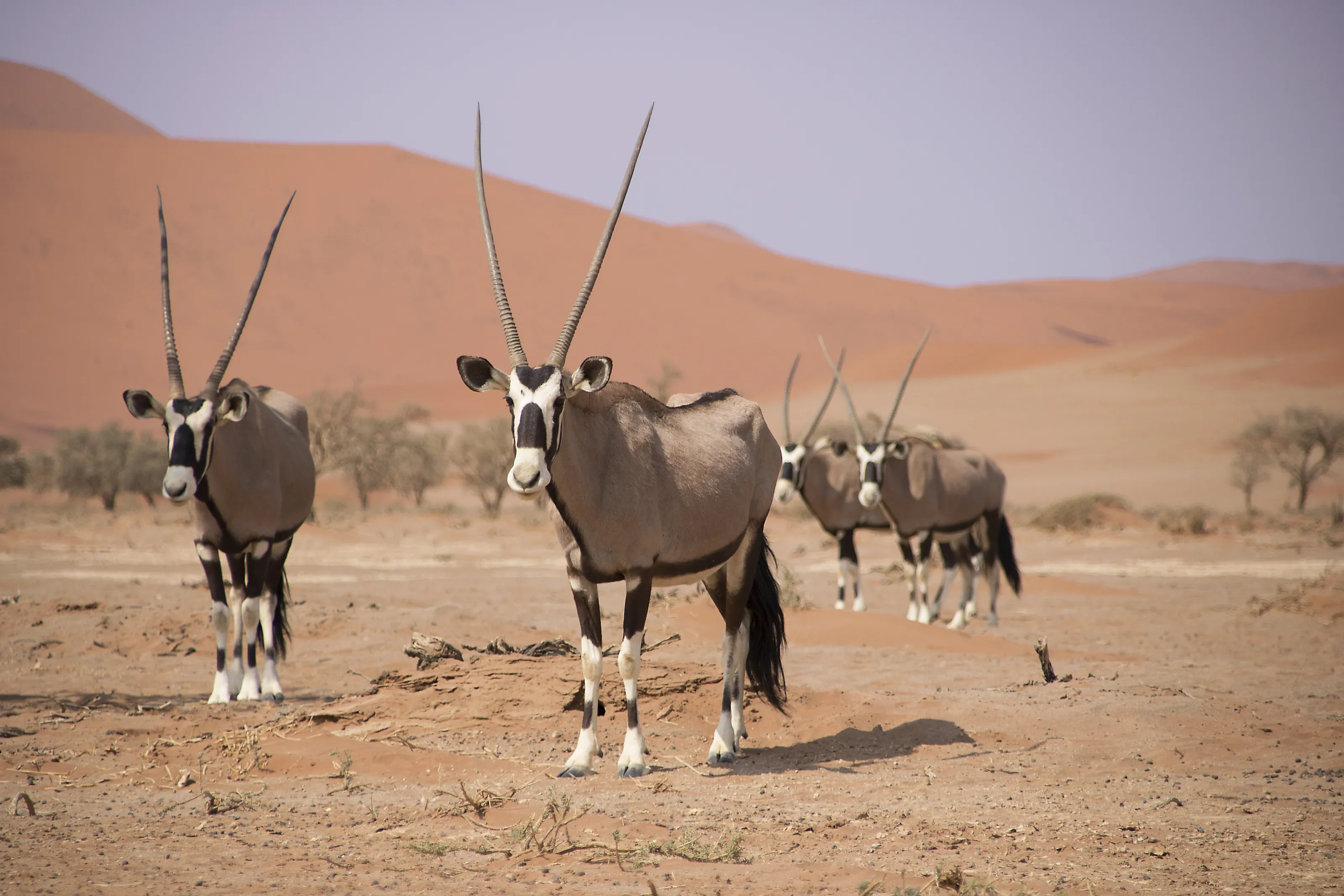 Vida en el desierto