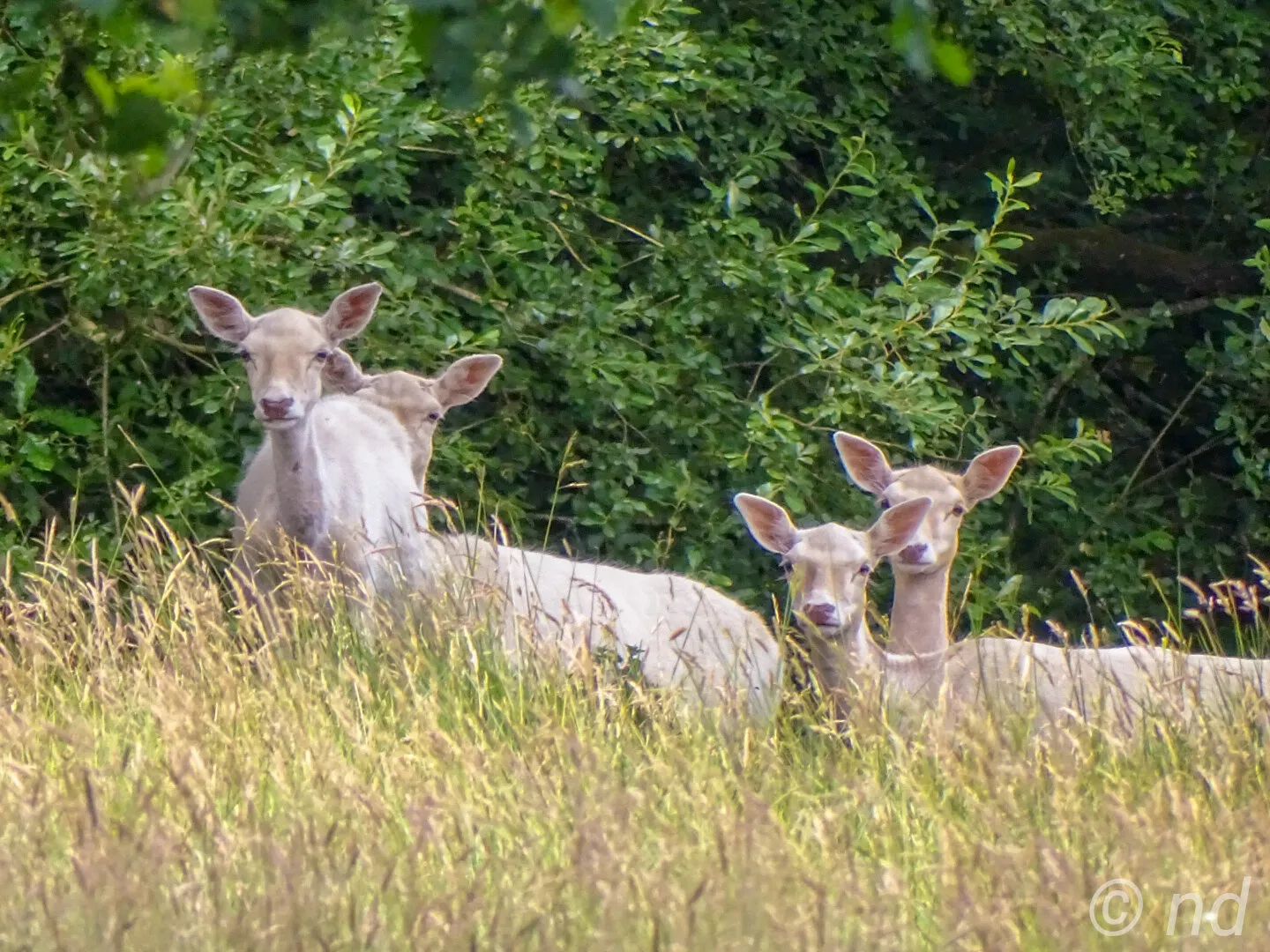 Deers for life.