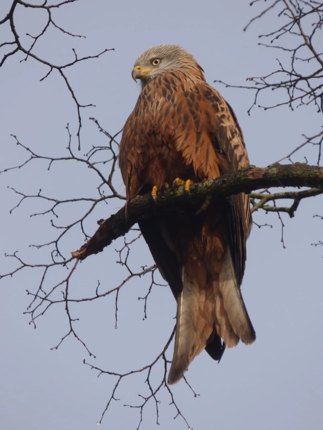 Red Kite