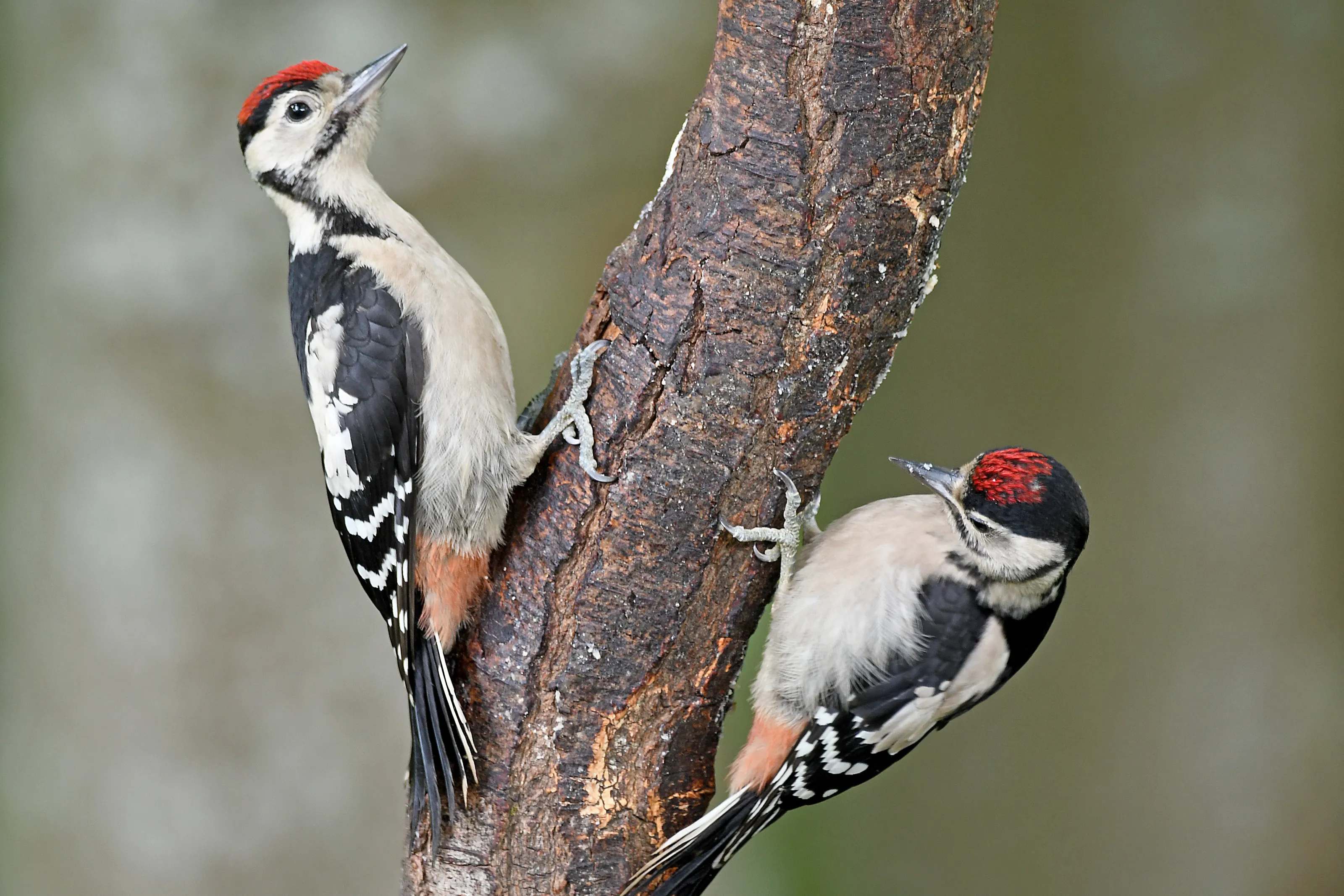 Great Spotted Woodpeckers