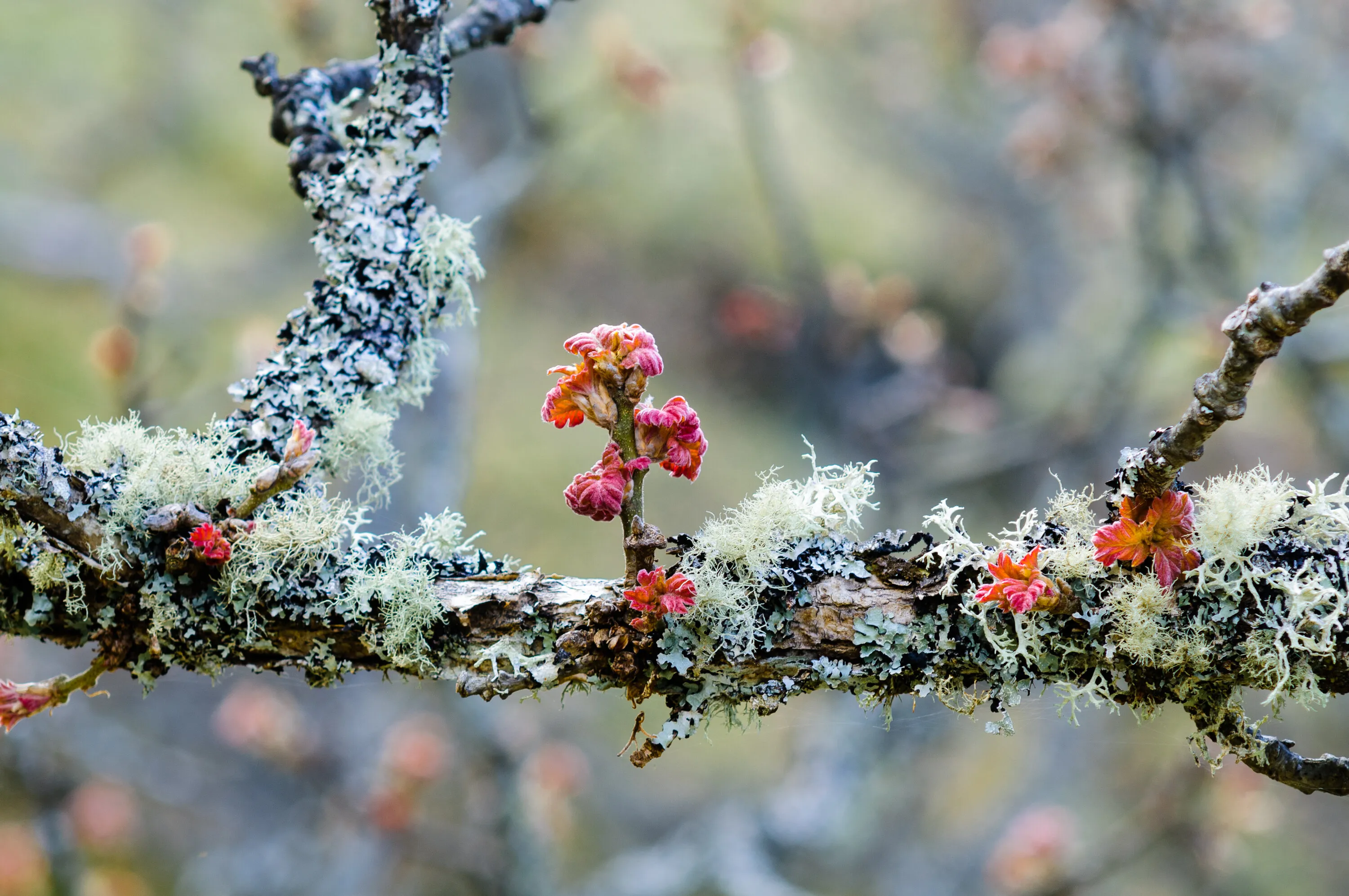 Quercus garryana