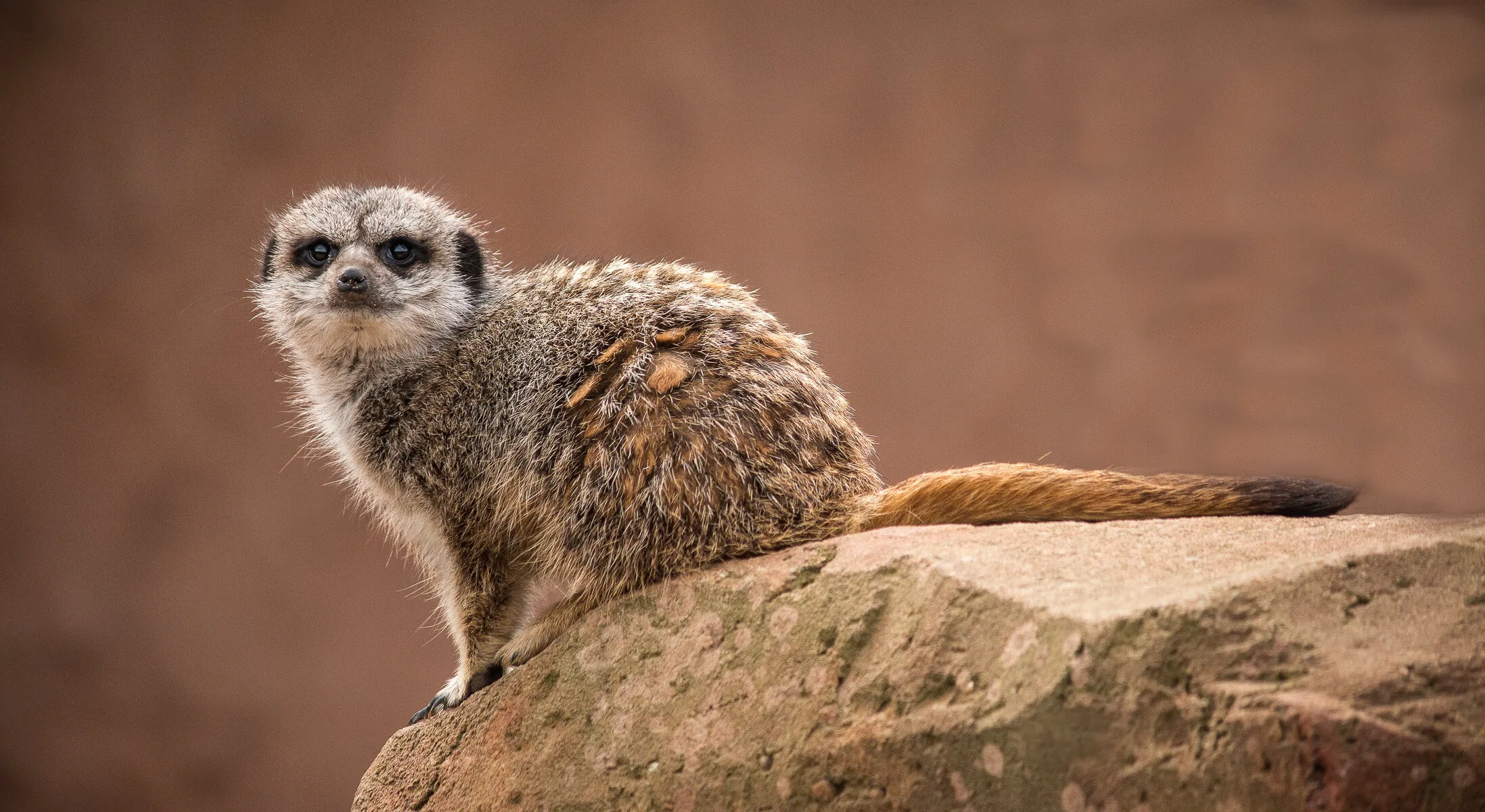 Mesmerising Meerkat