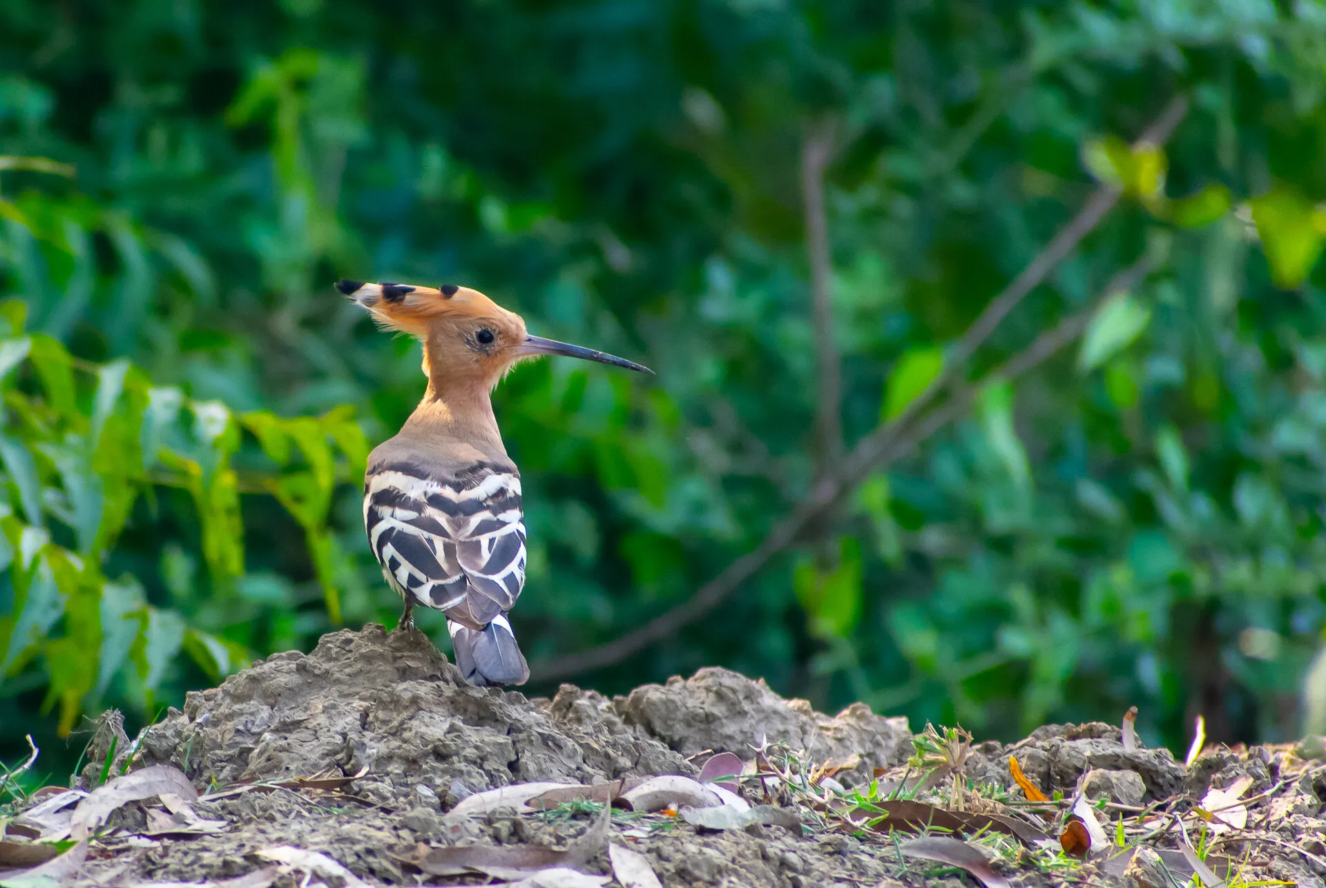 Sun Kissed Hoopoe