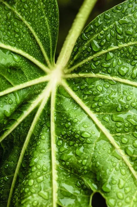 Leaf