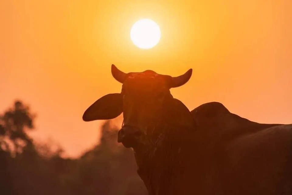 Evening Sun with the Steer