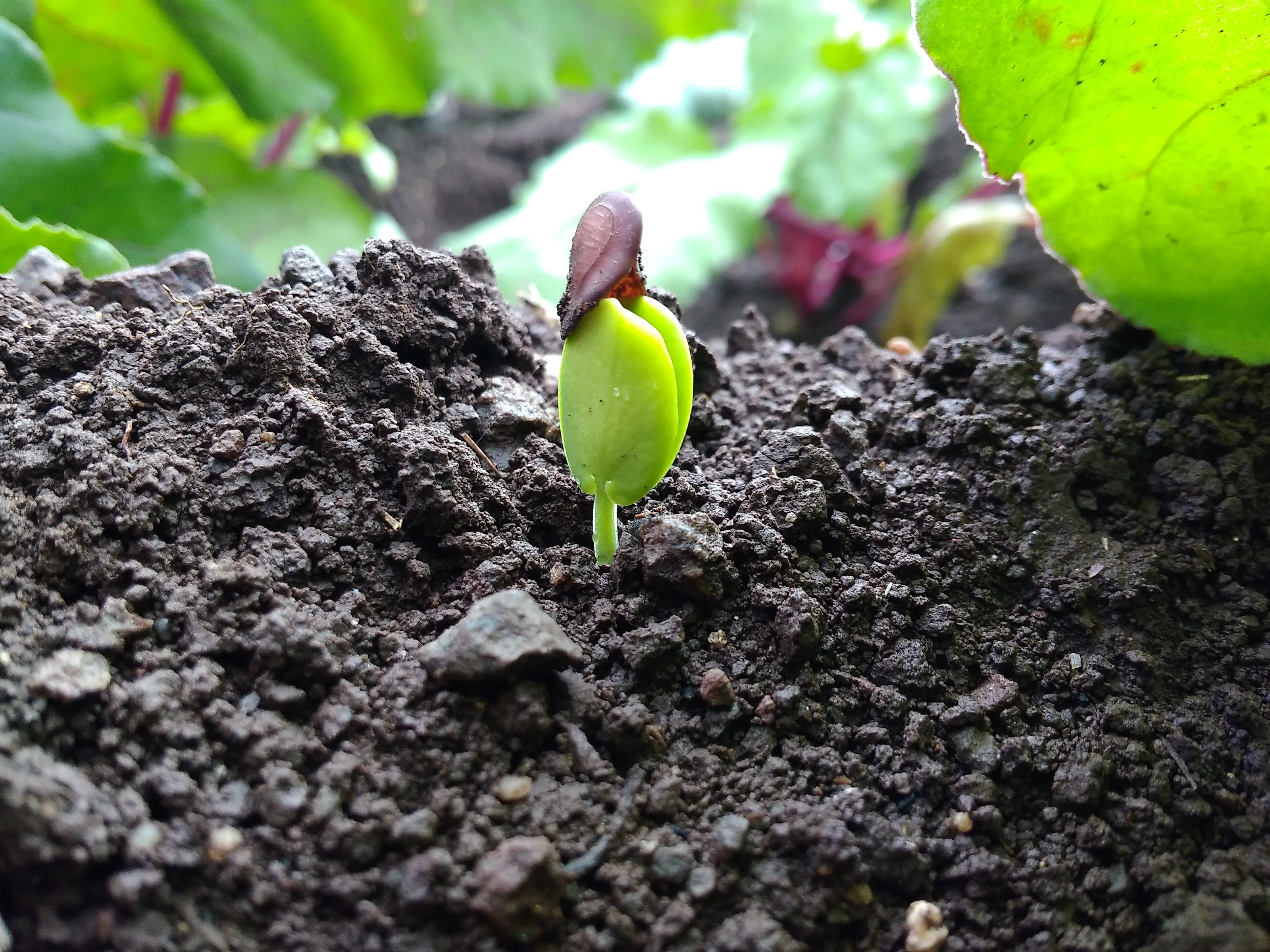 New growing plant