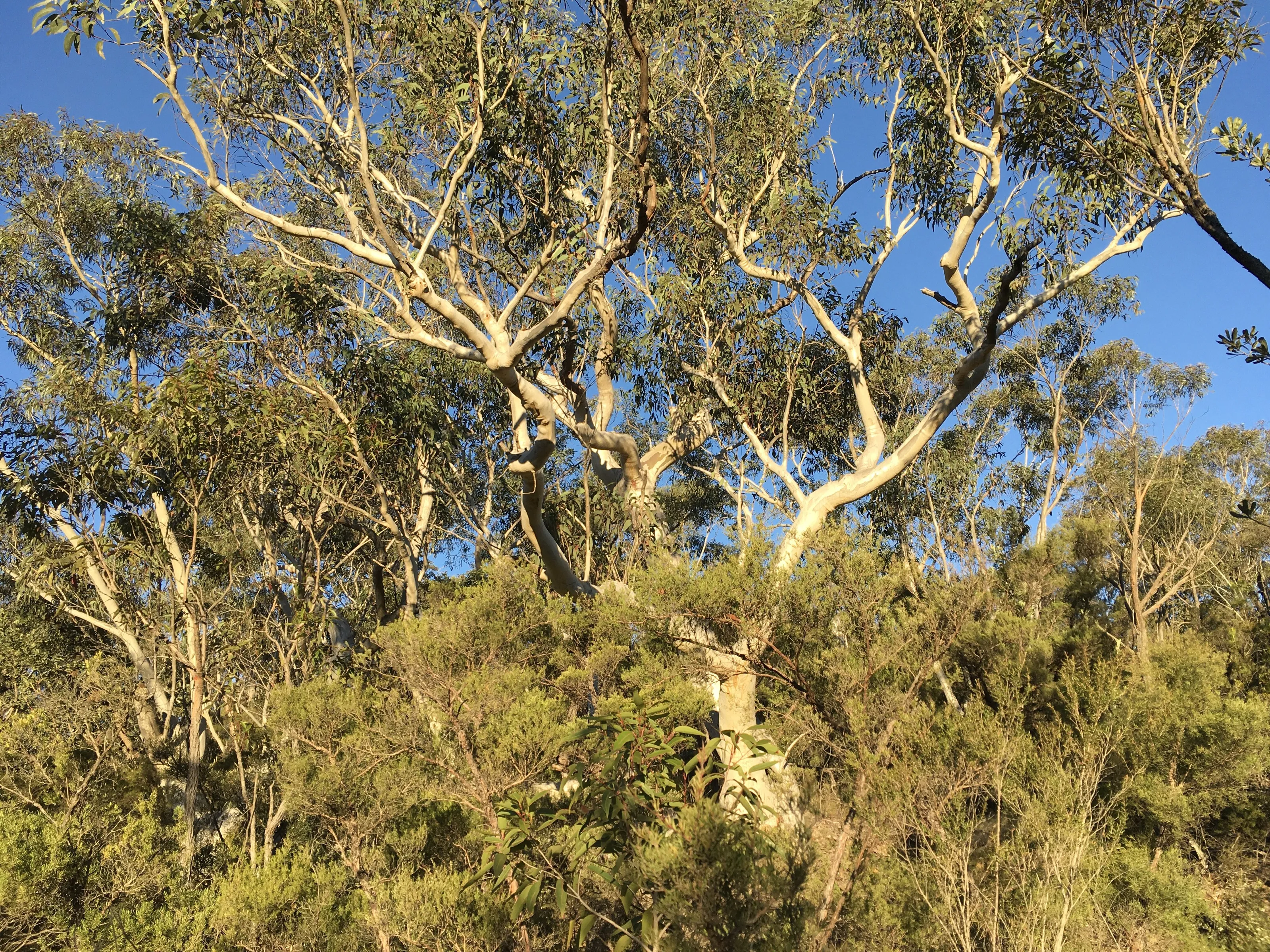 Sun Bathed Branches