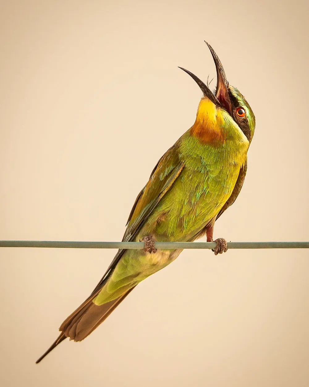 Entry 11265734