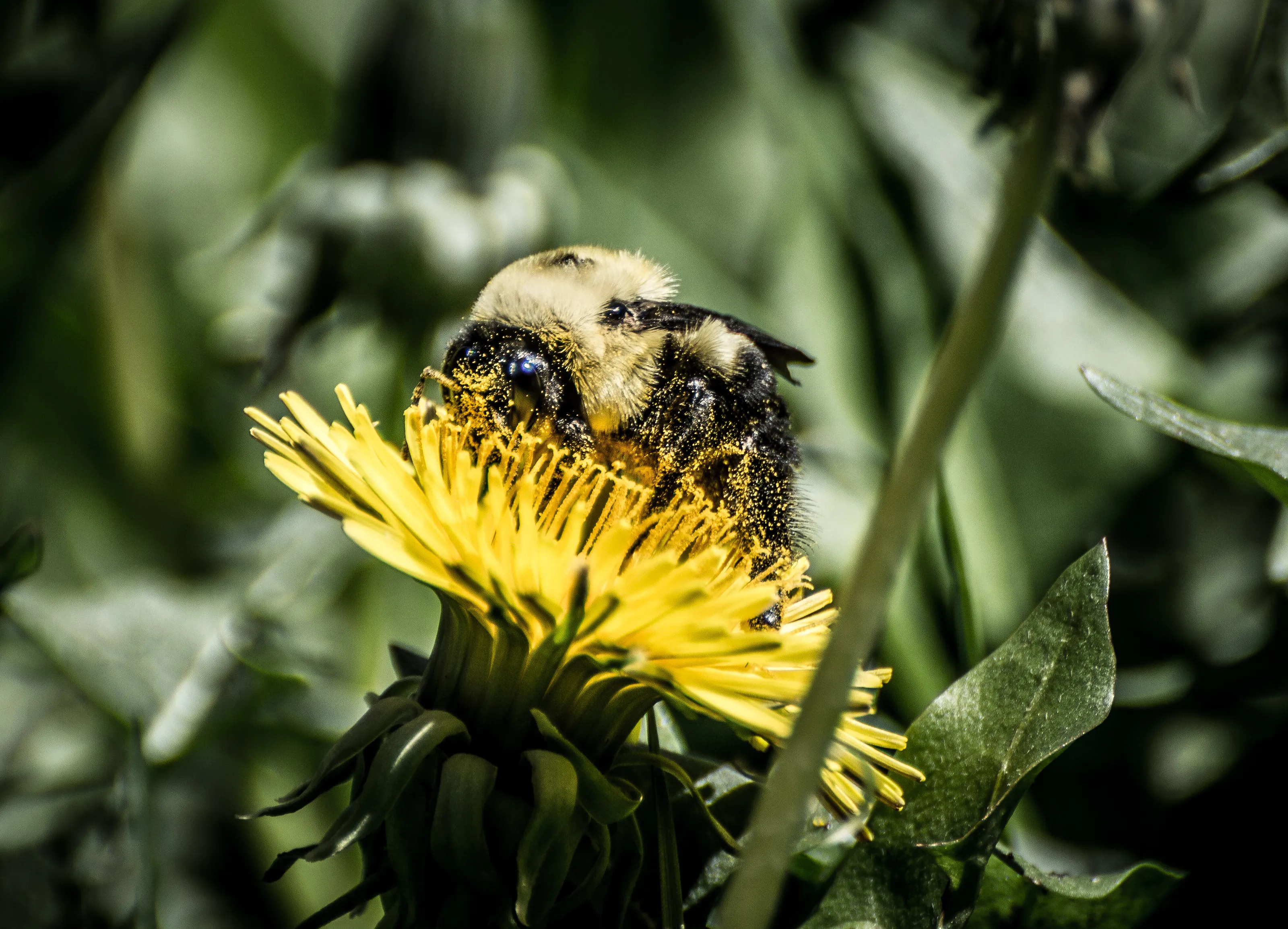 Hungry Bee