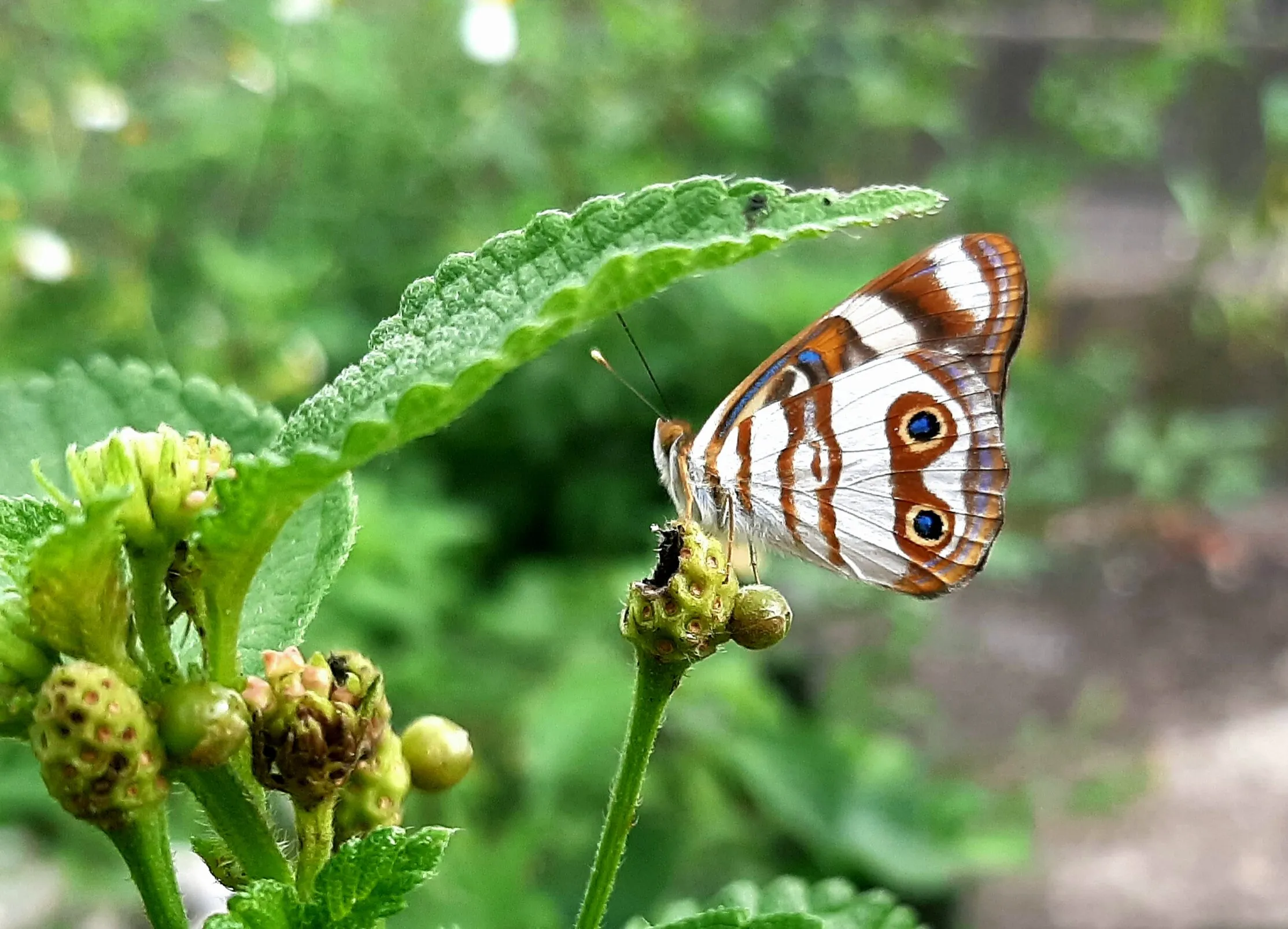 Wings of Beauty