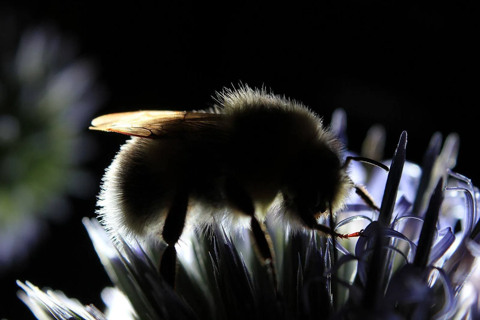 Bumblebee