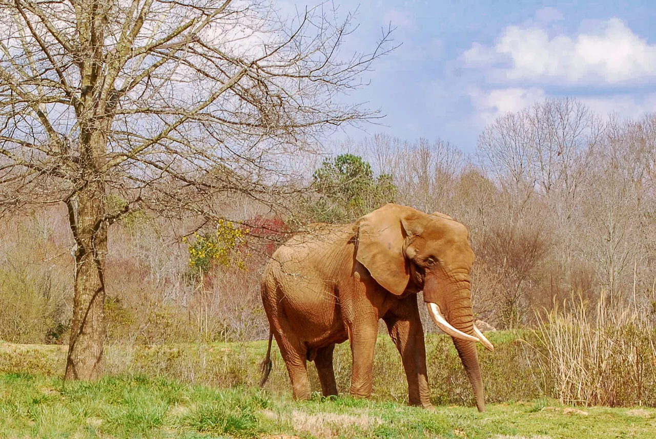 Captive Elephant