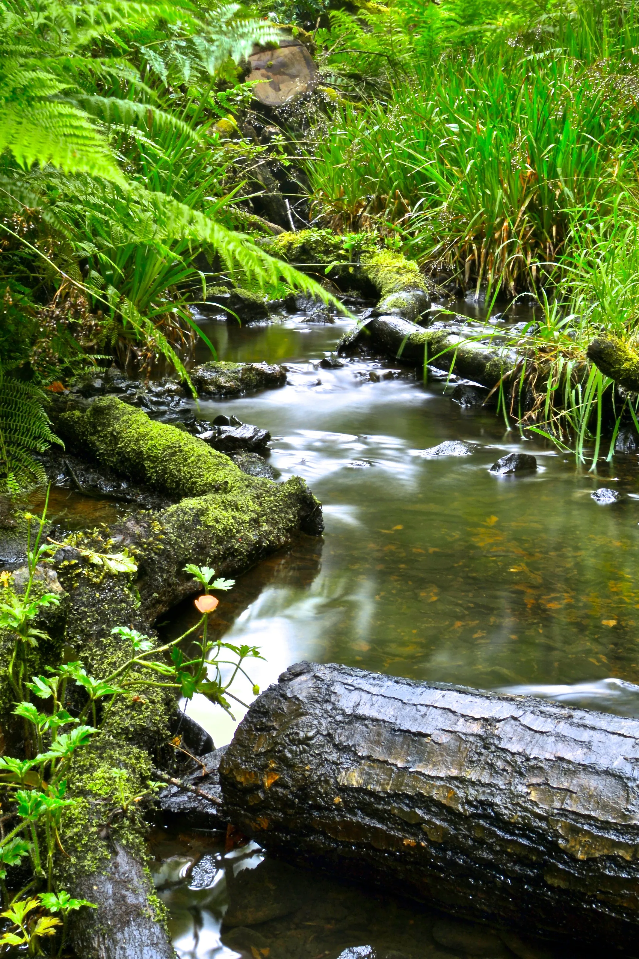 Forest Stream
