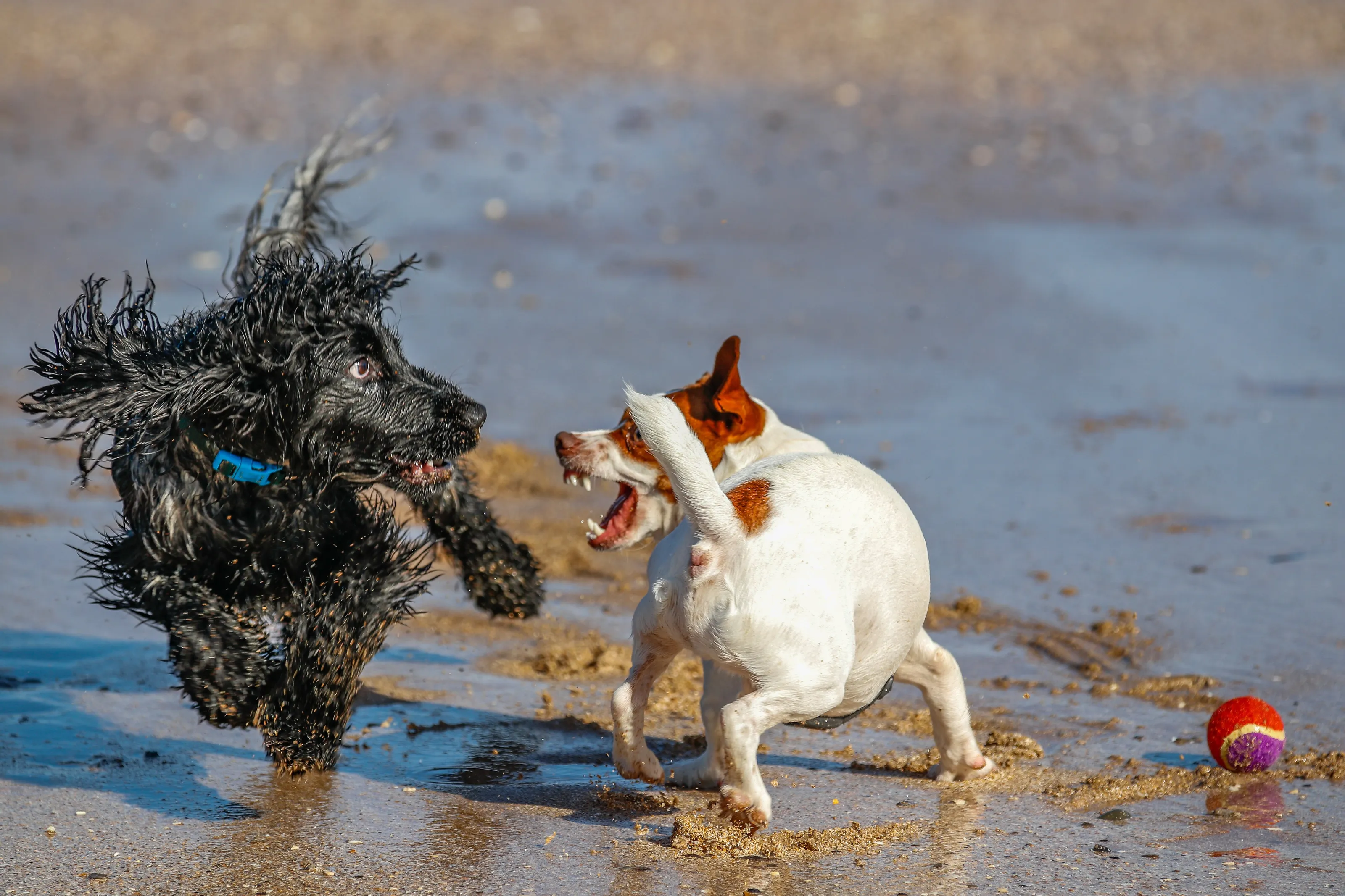 " leave my ball alone "