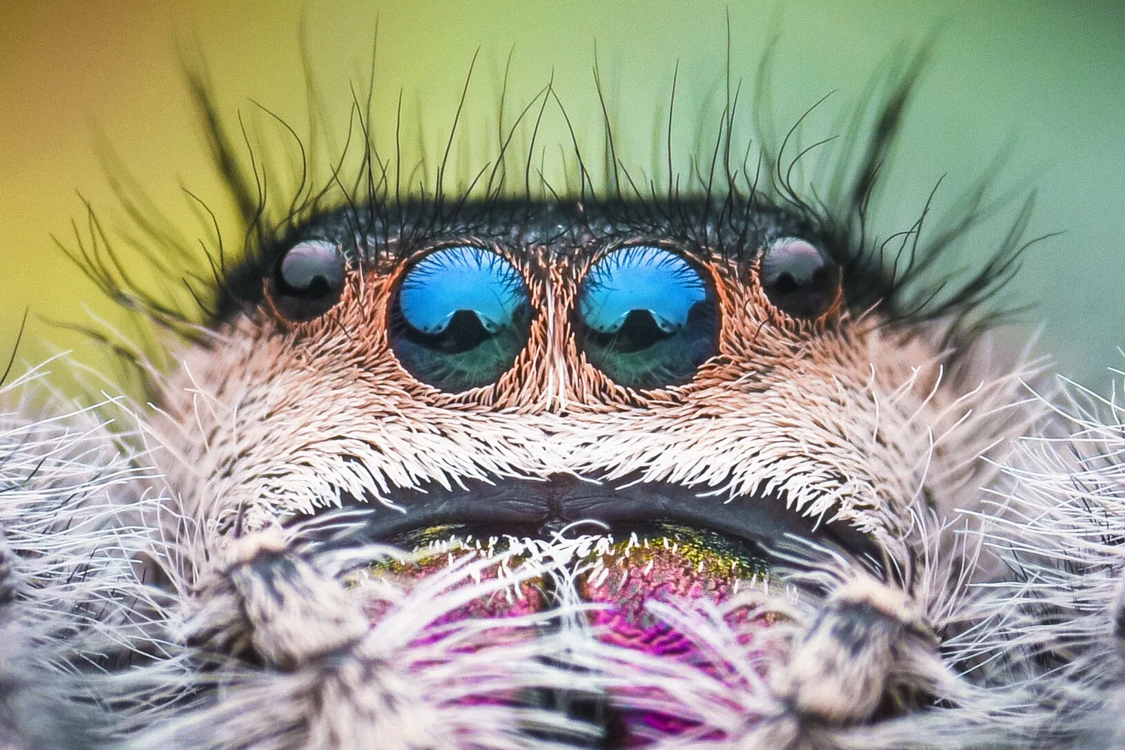 Phidippus regius