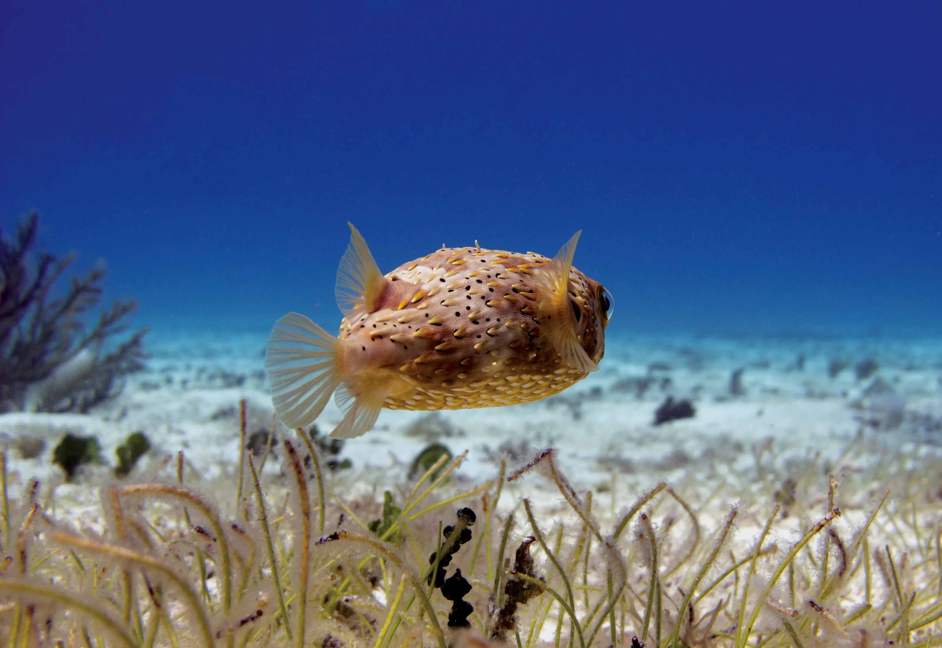 Bridled Burrfish
