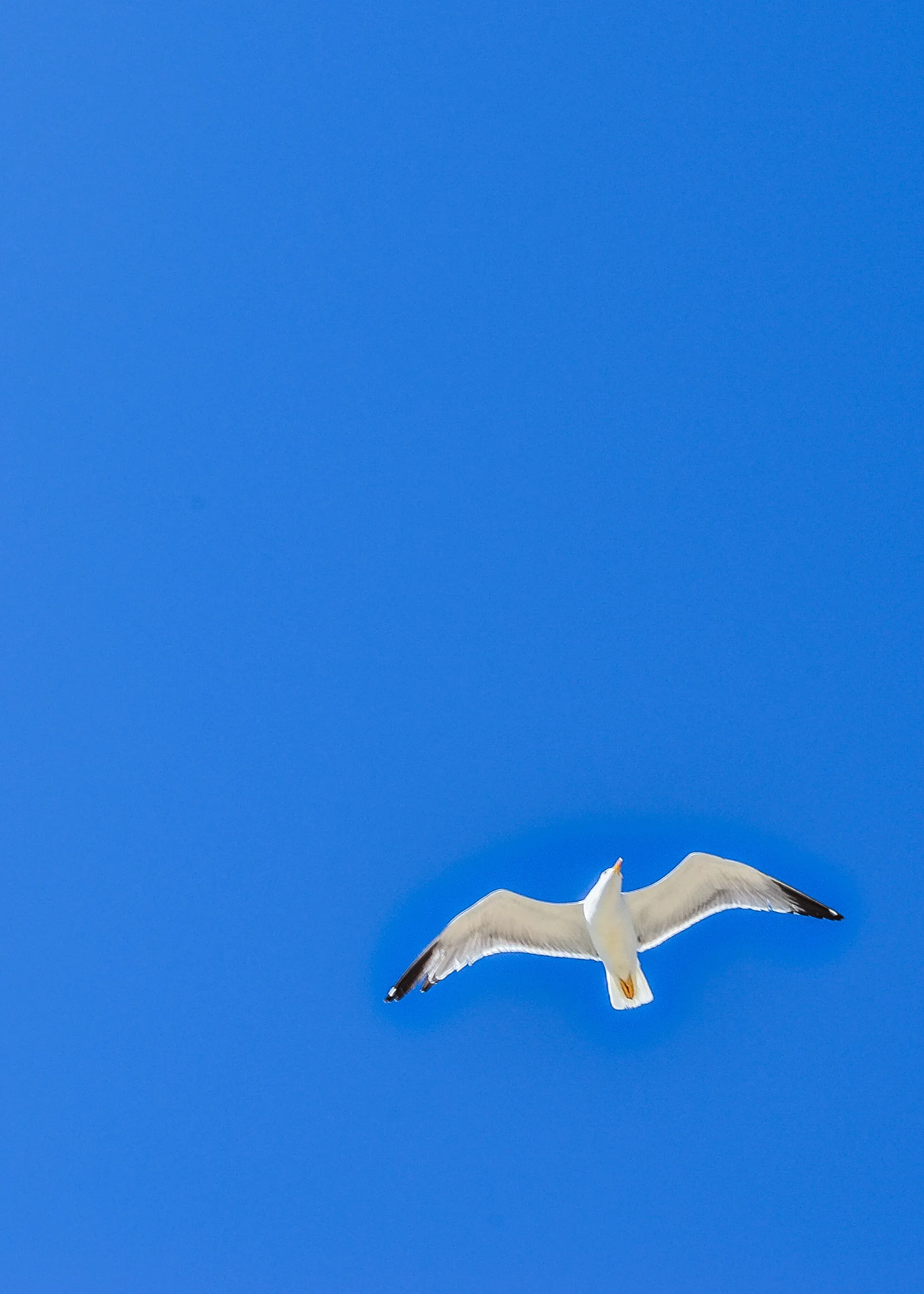Fly Fly Fly