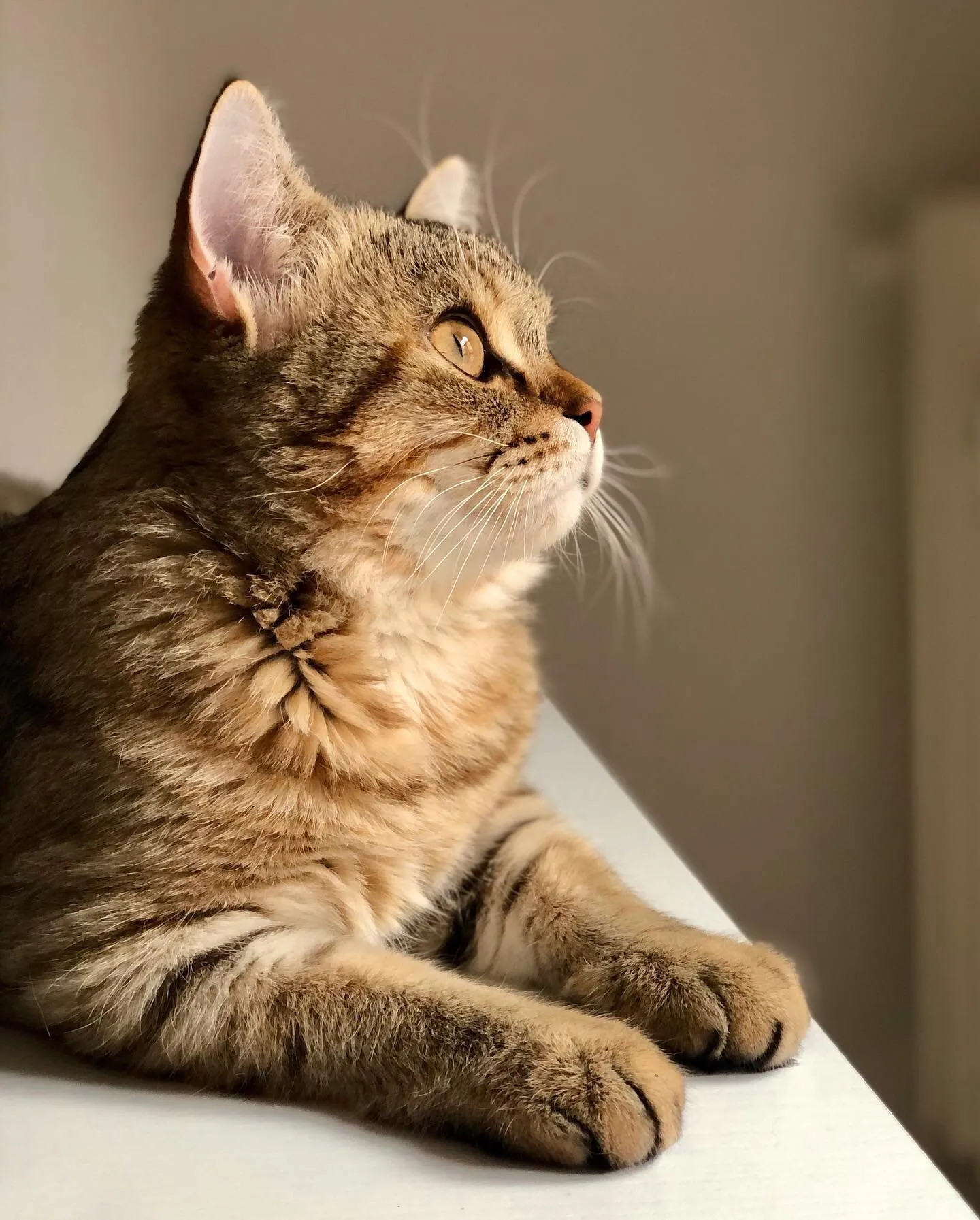The great Beauty