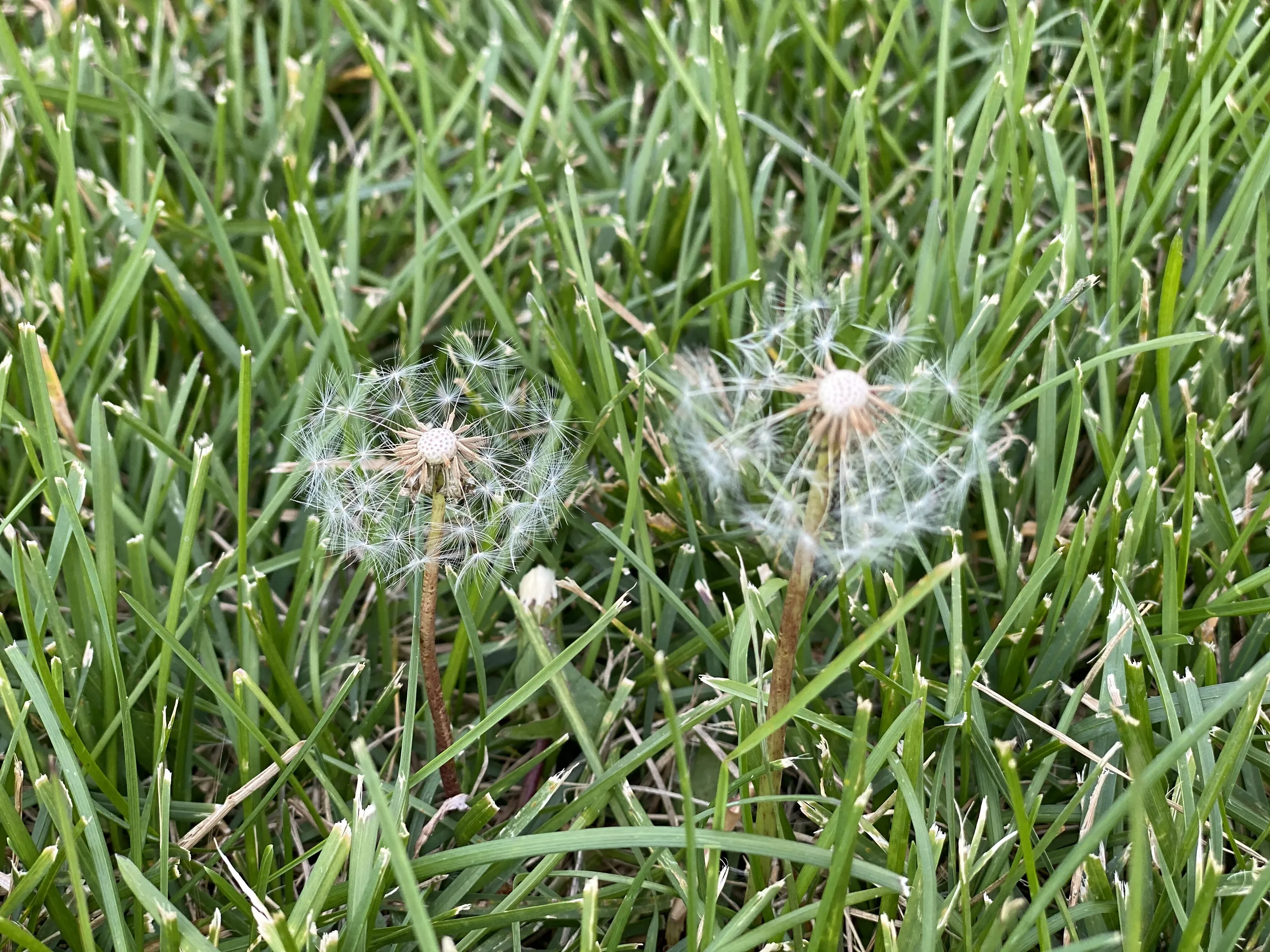 Dandelion