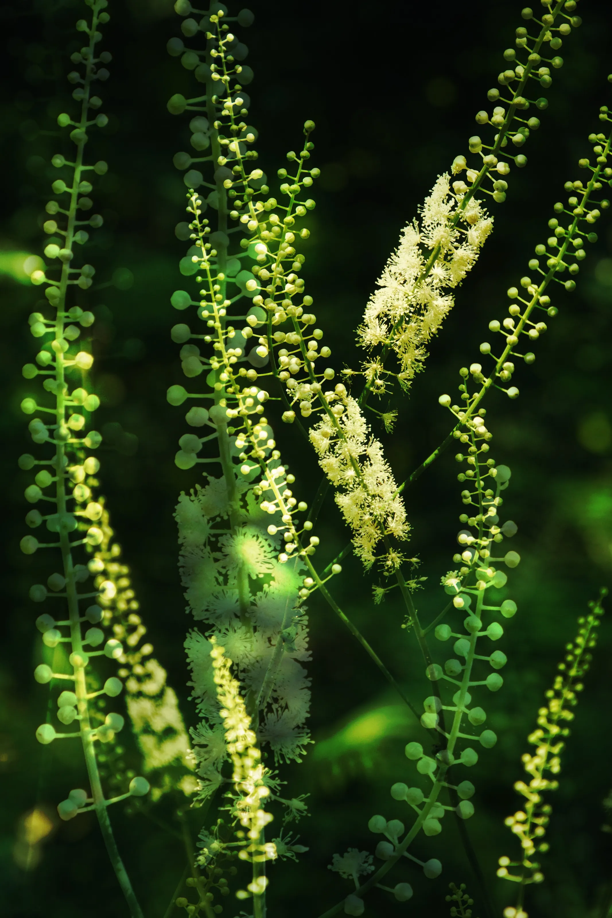 Woodland Magic