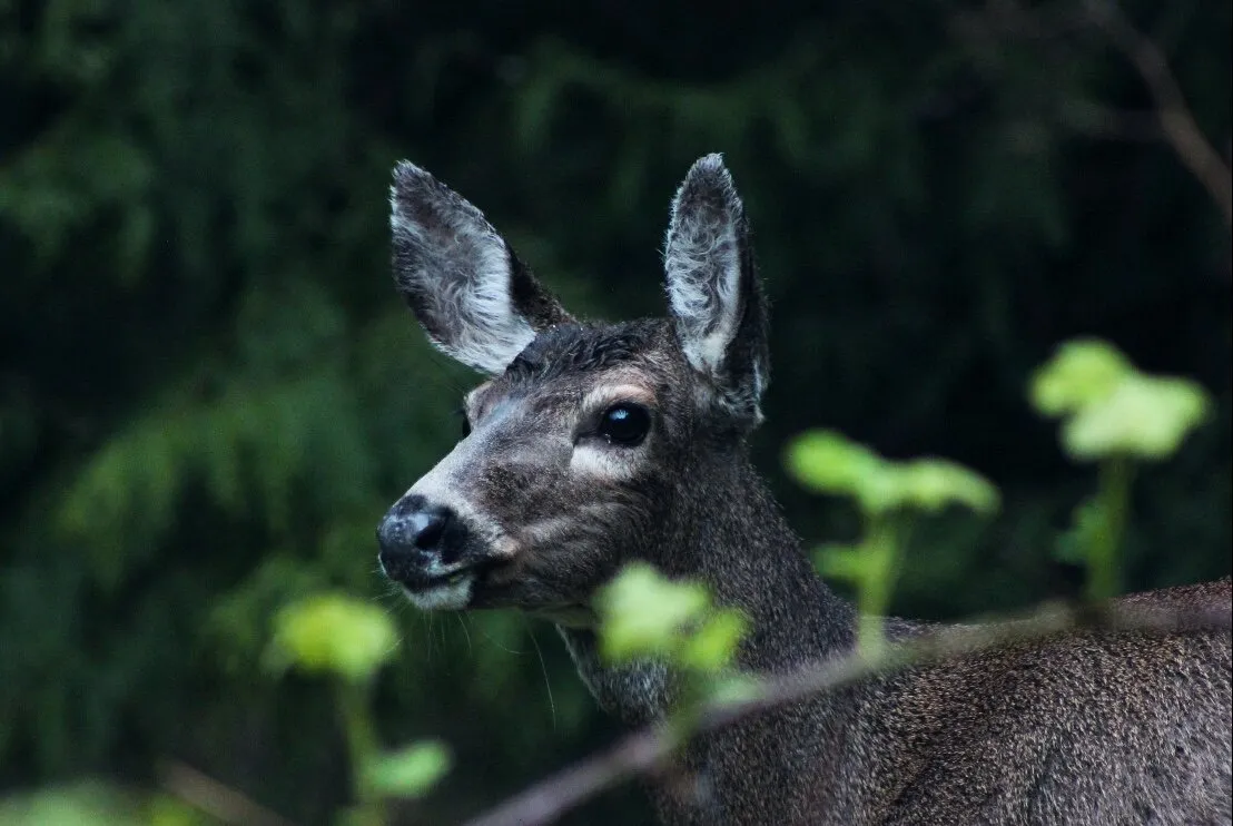 Rainy day deer