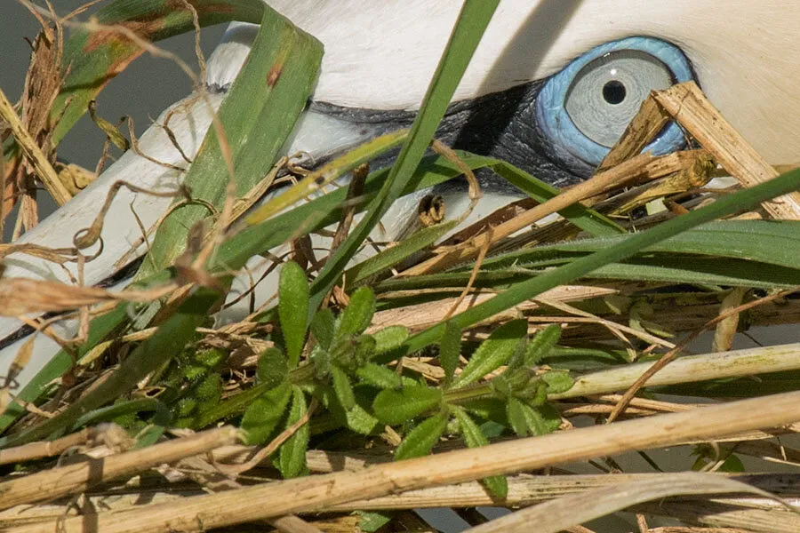 Gannet Eye