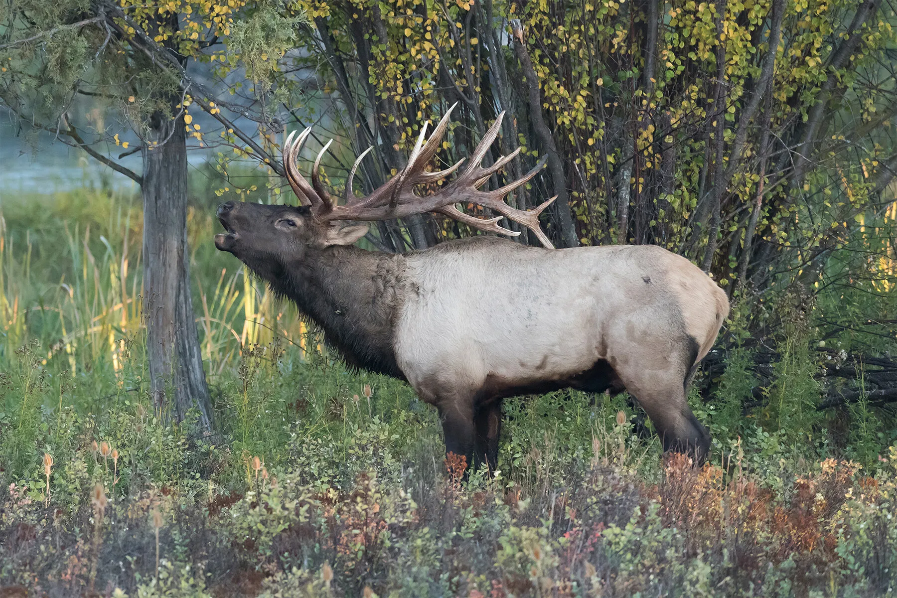 Elk bugle