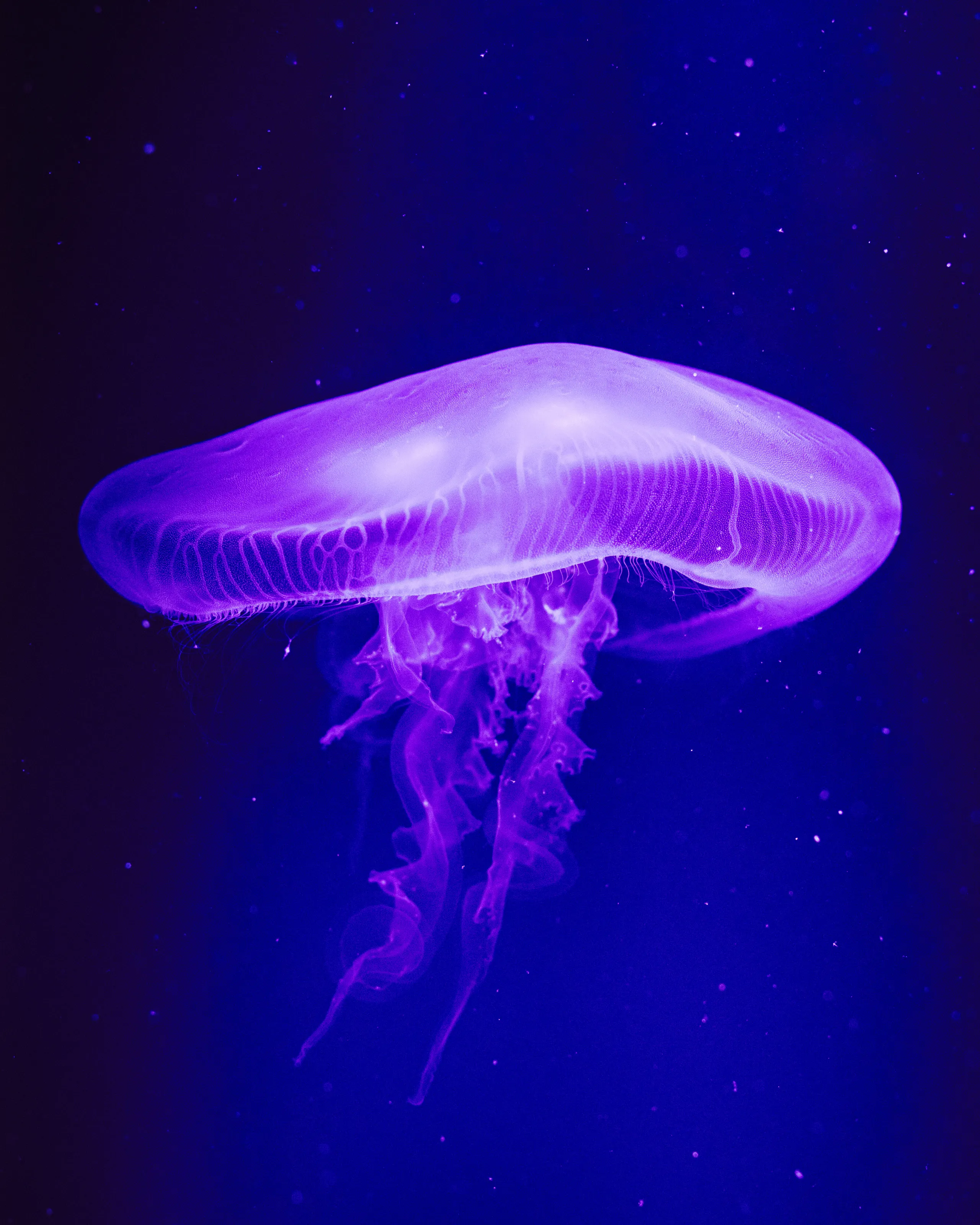 Jellyfish