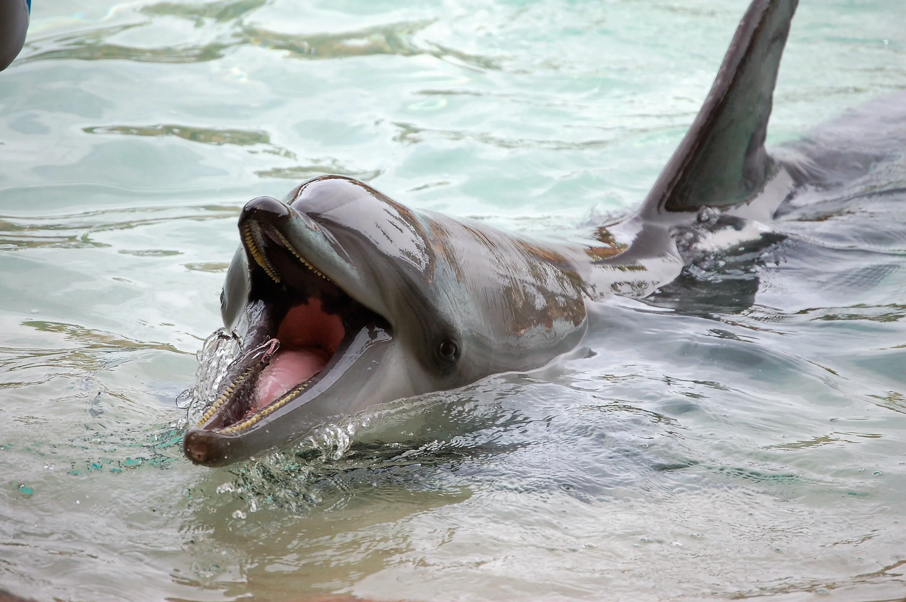 Smiling Dolphin
