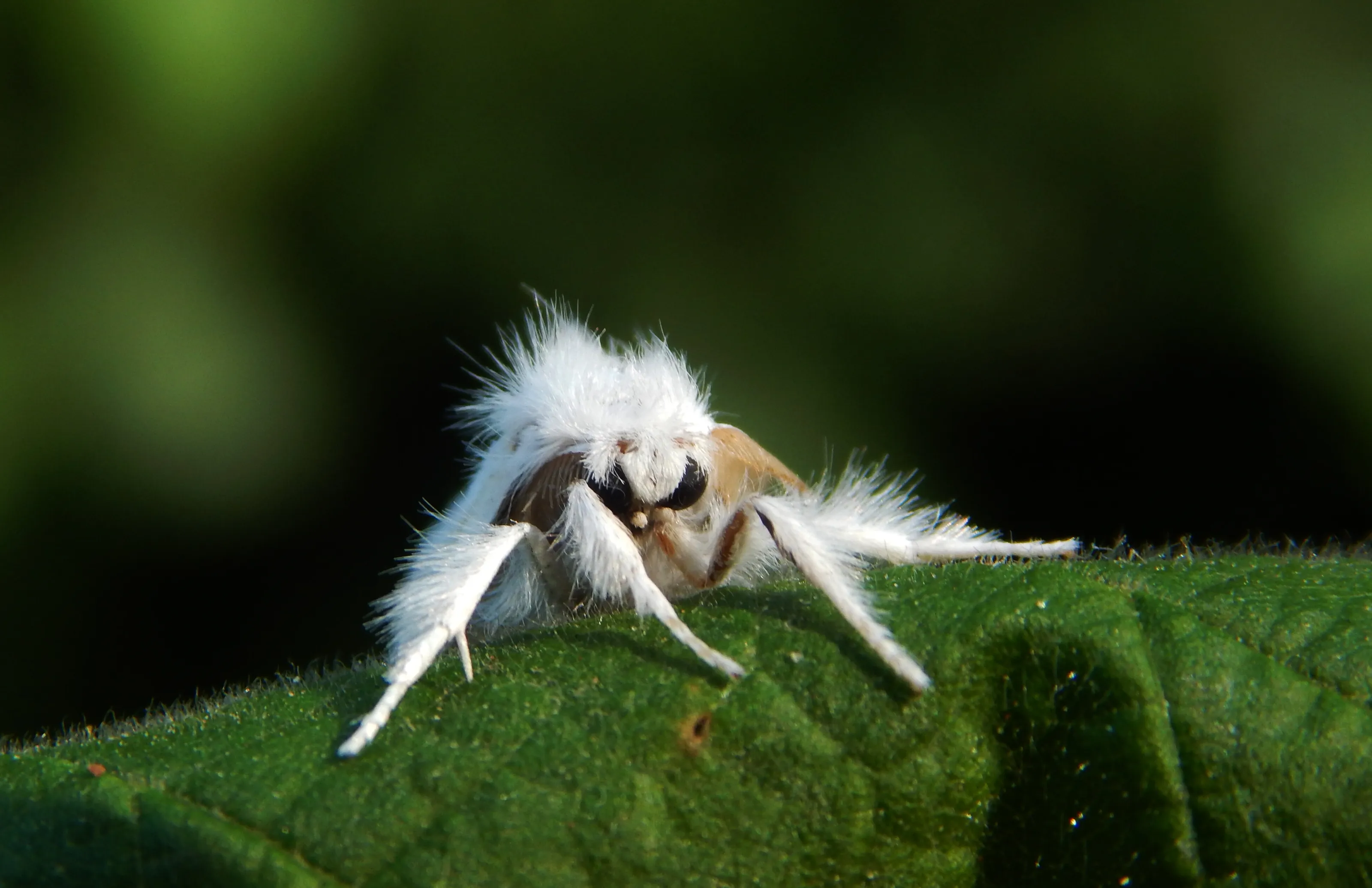 Yellow Tailed Gremiln