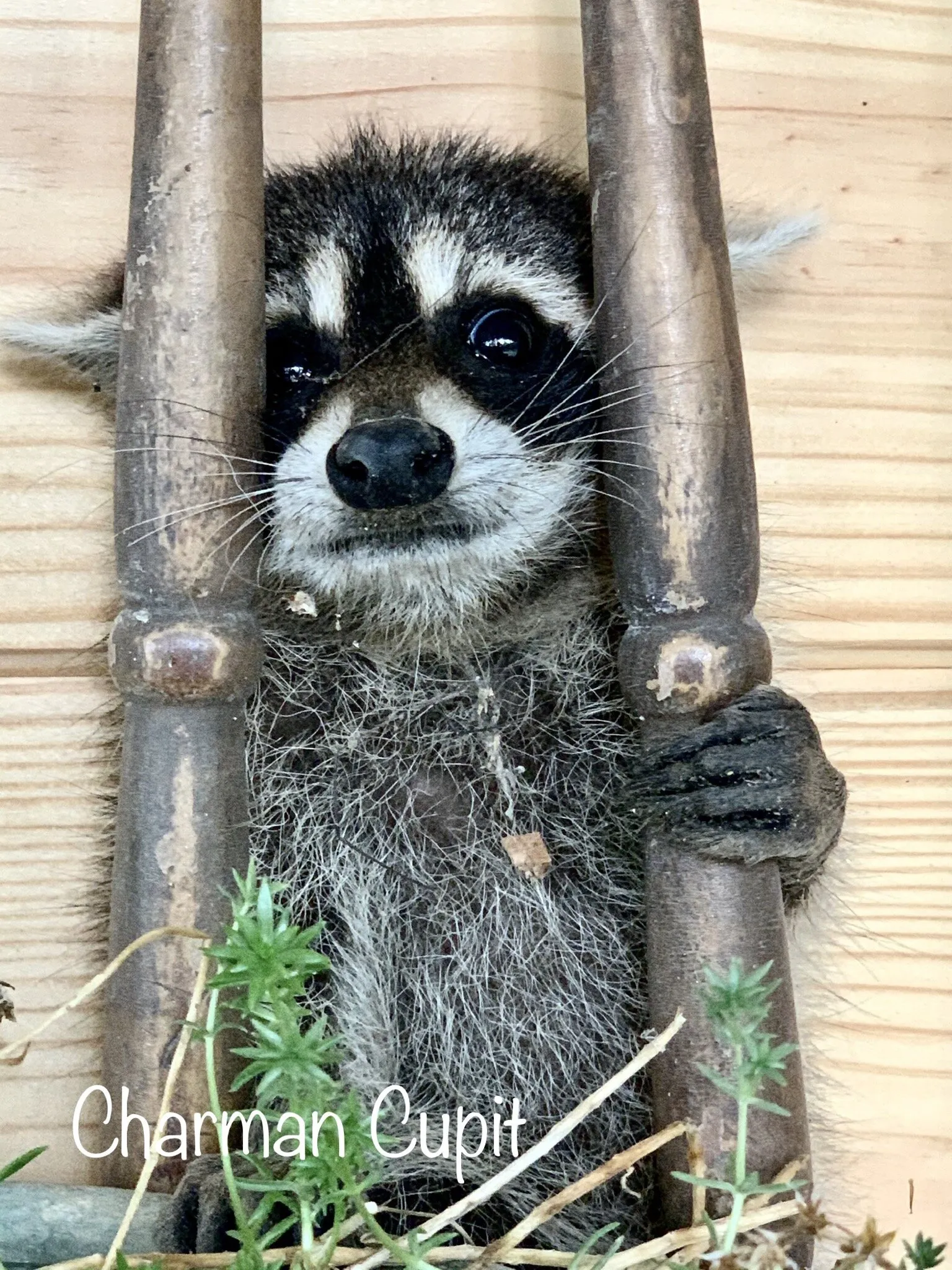 “Hidden” Bandit