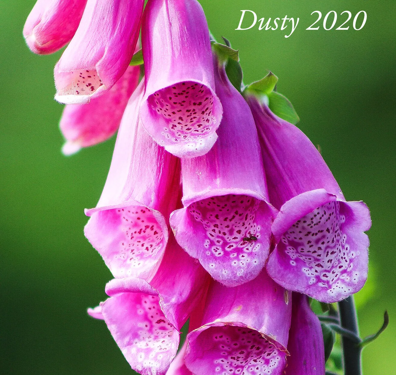 Dartmoor Flowers - Foxgloves