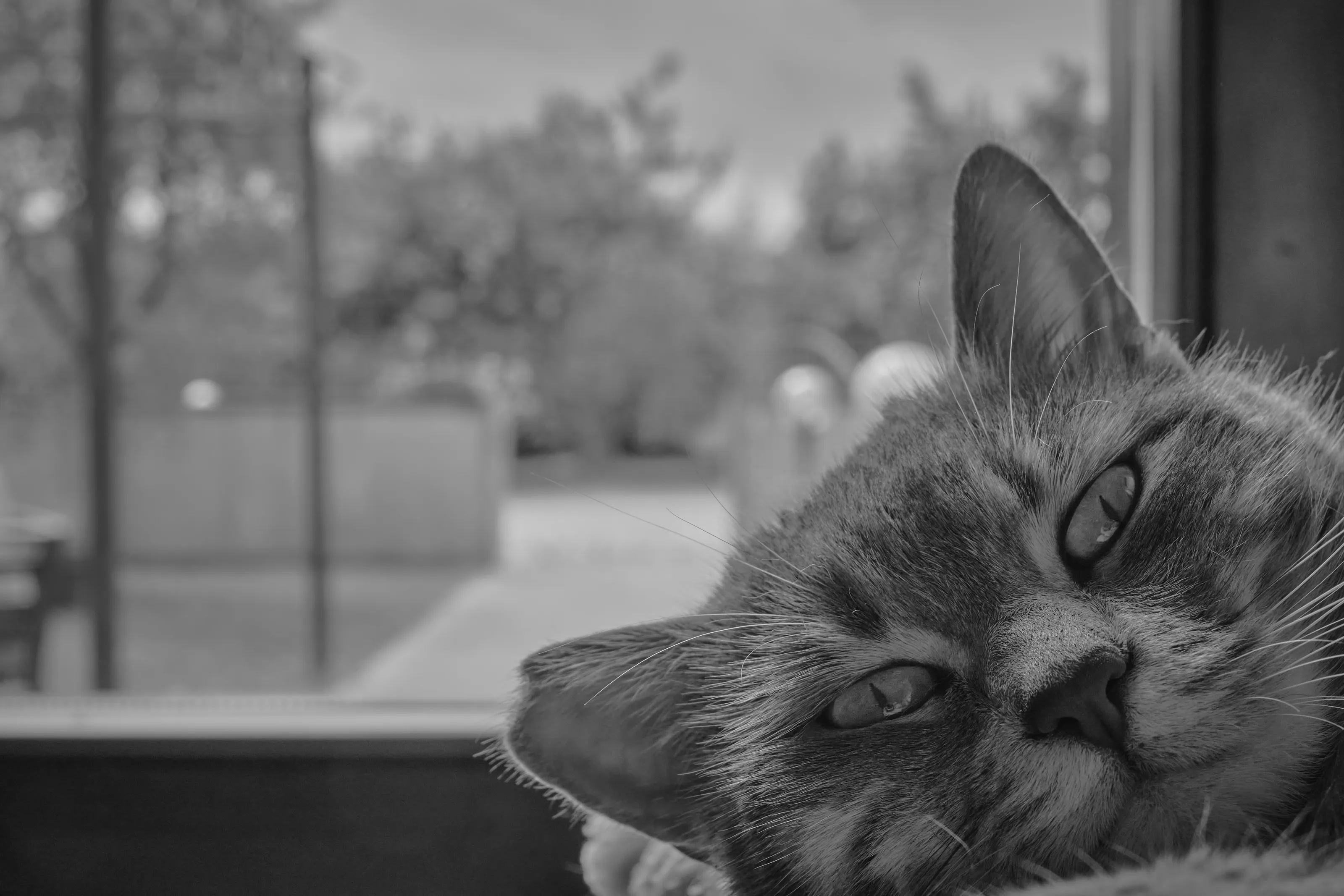 Cat vs outside