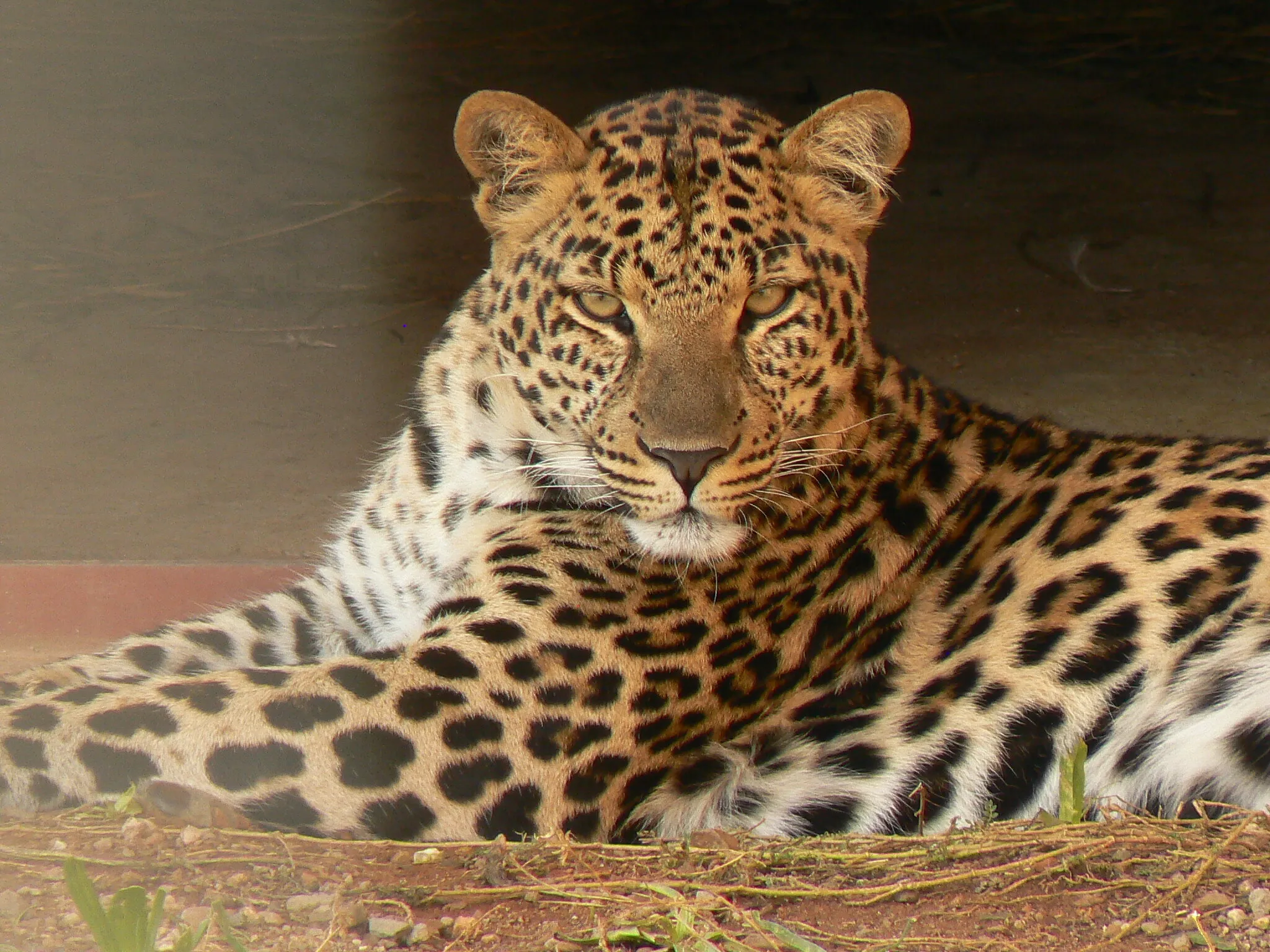 The stare of a Leopard.