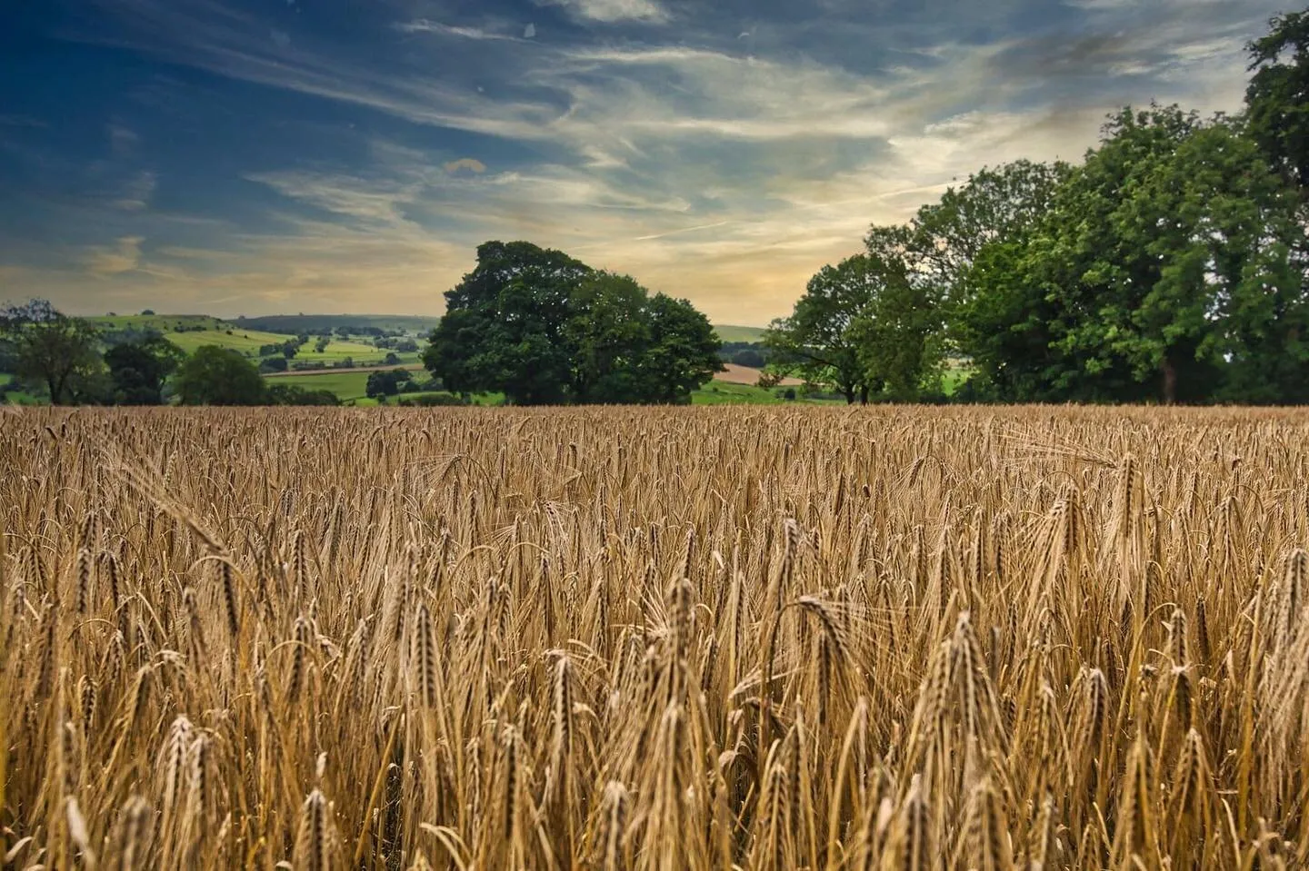 crop with a view