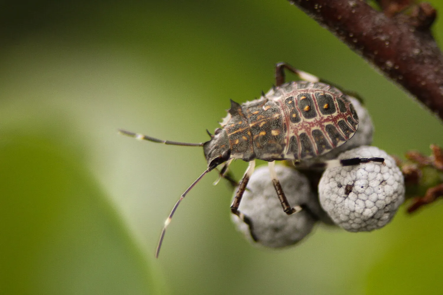 Beetle