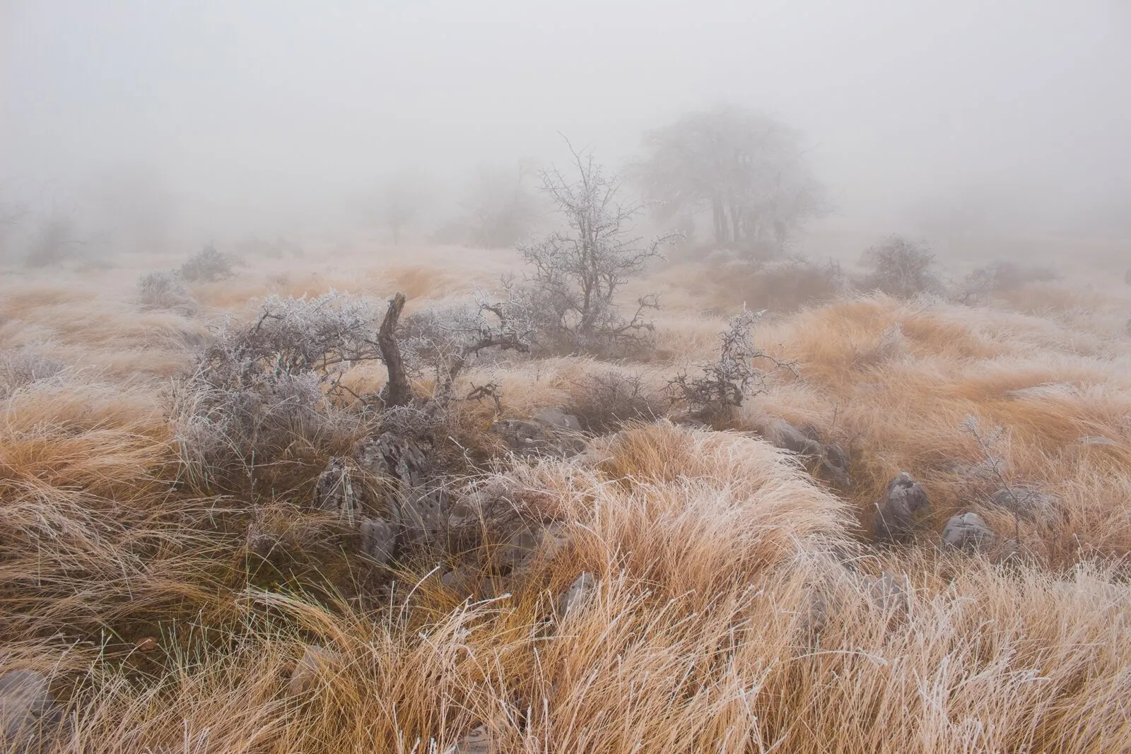 Fog