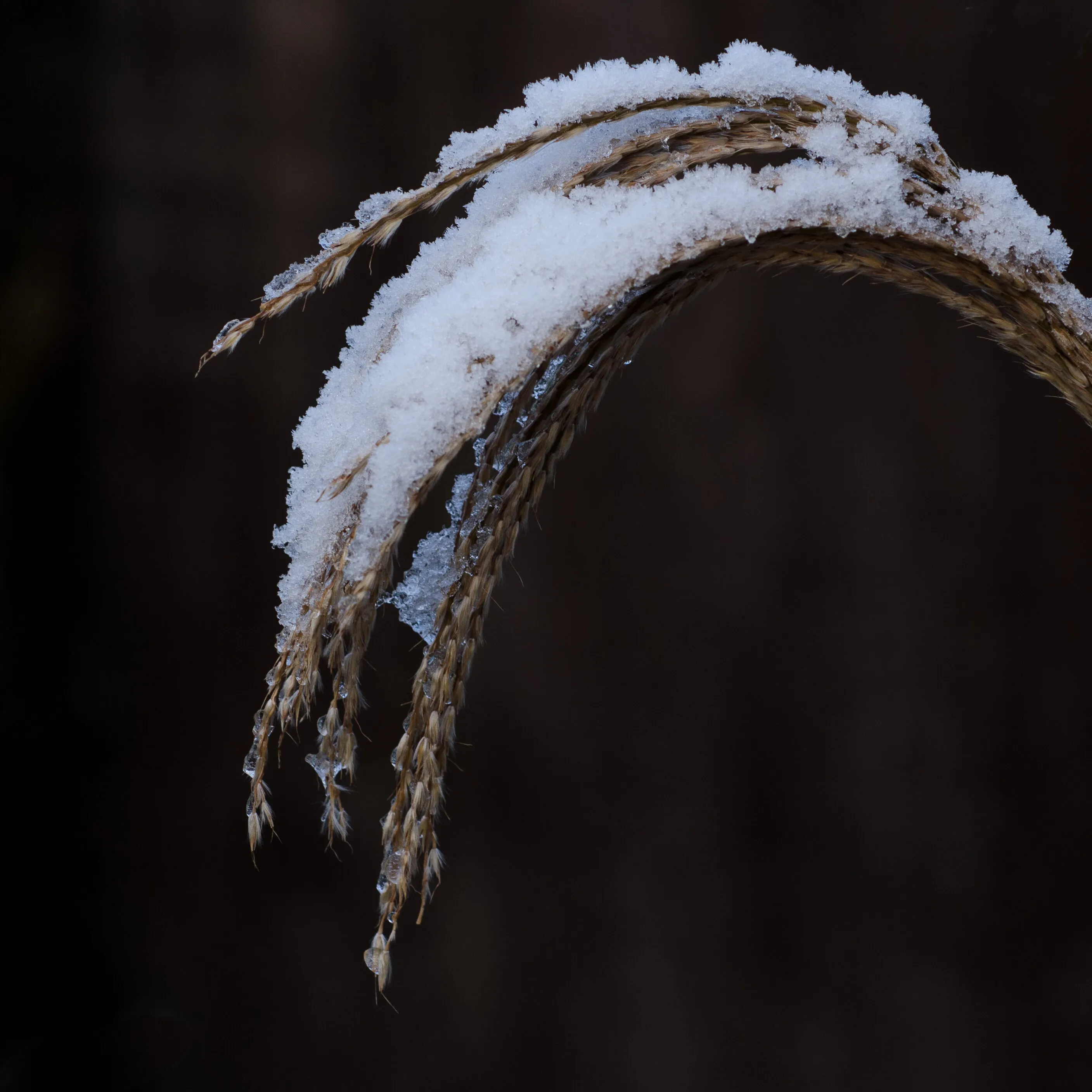 Chilly Zebra Grass